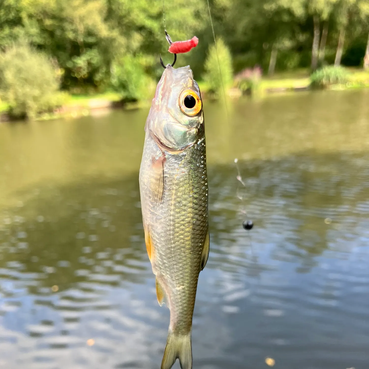 Common roach caught on Fishbrain