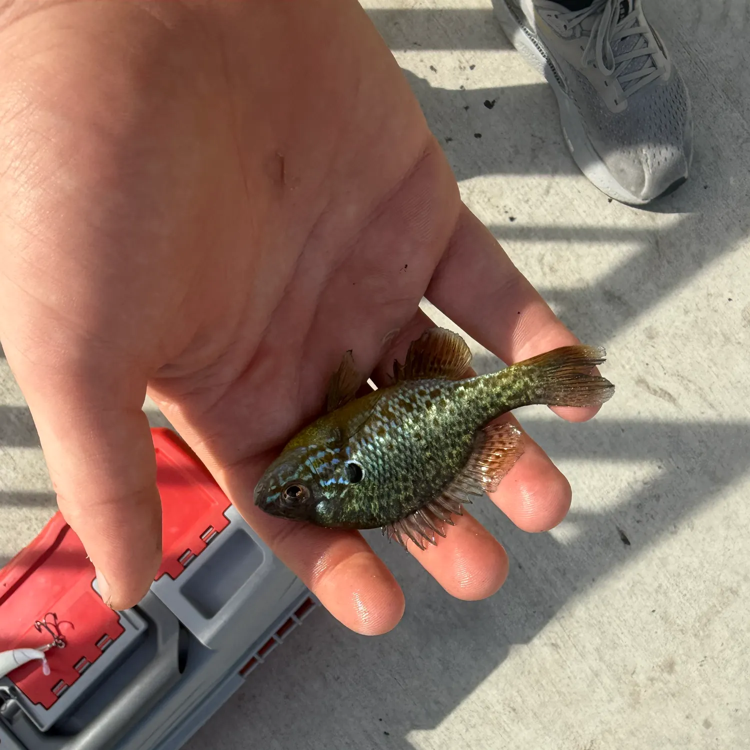 catch