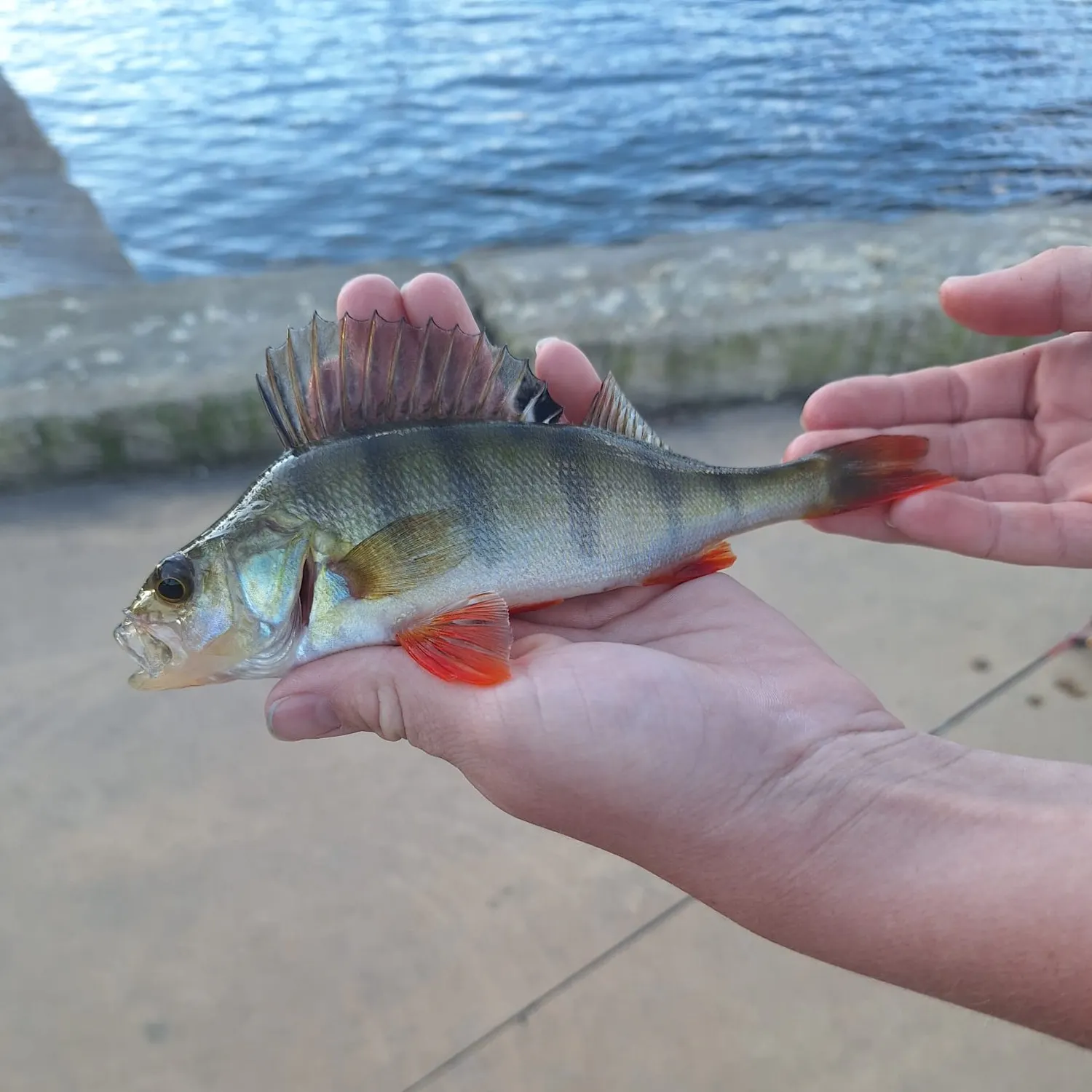 The most recent European perch catches on Fishbrain