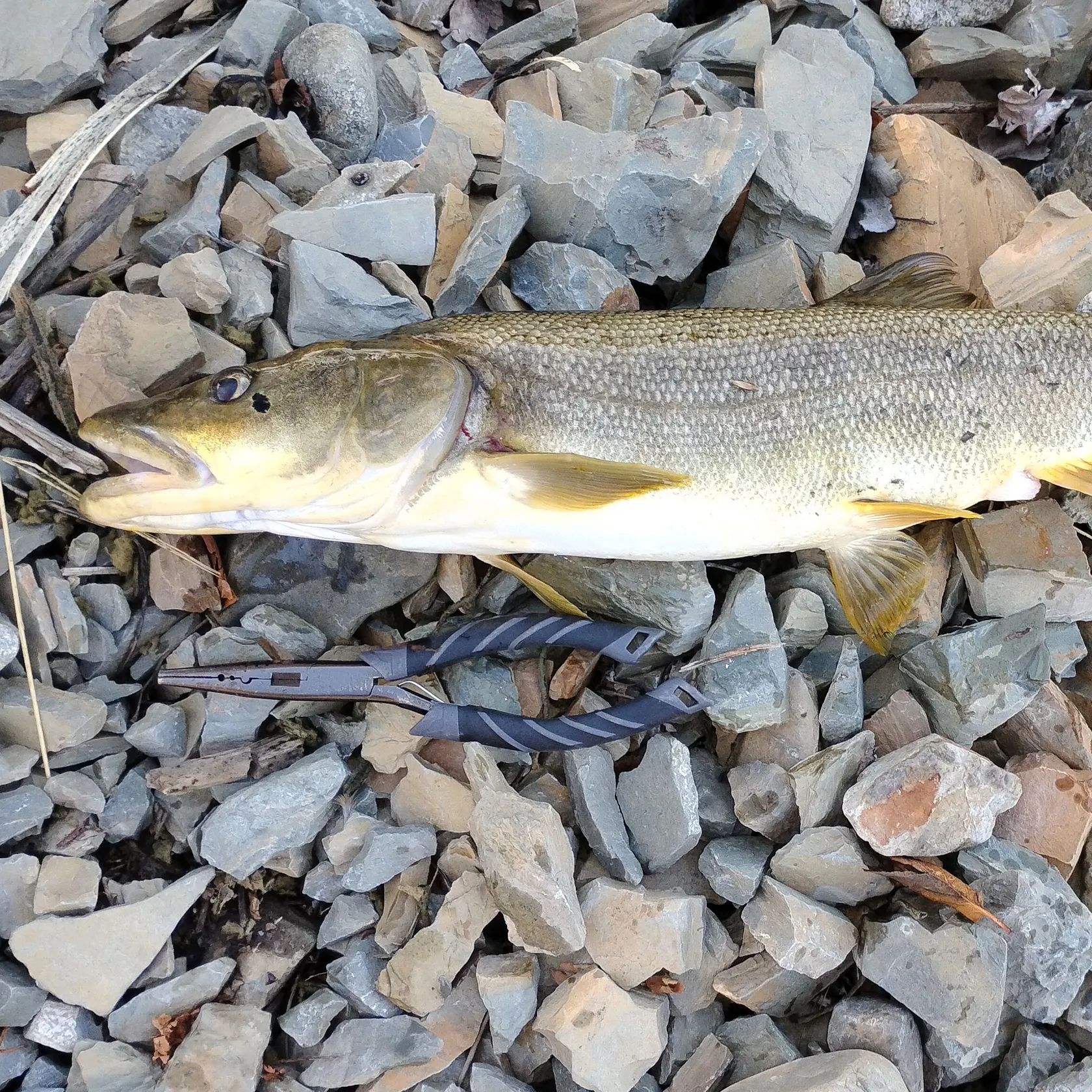 Walleye caught on Fishbrain