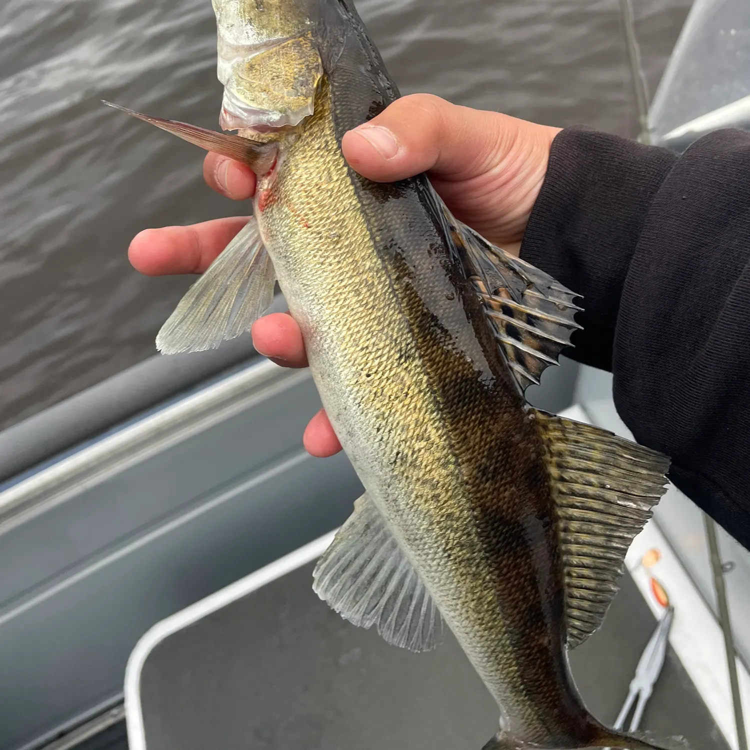 The most recent Zander catches on Fishbrain