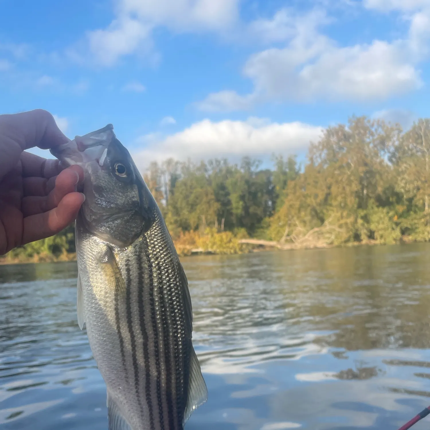 Striped bass caught on Fishbrain