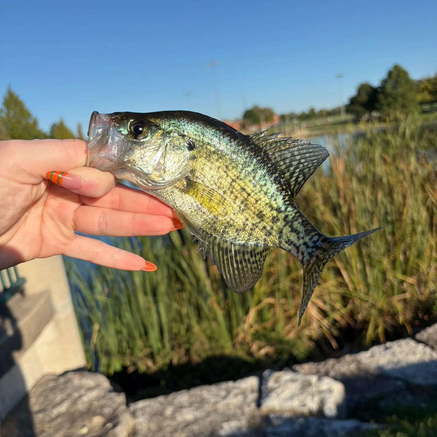 Black crappie caught on Fishbrain