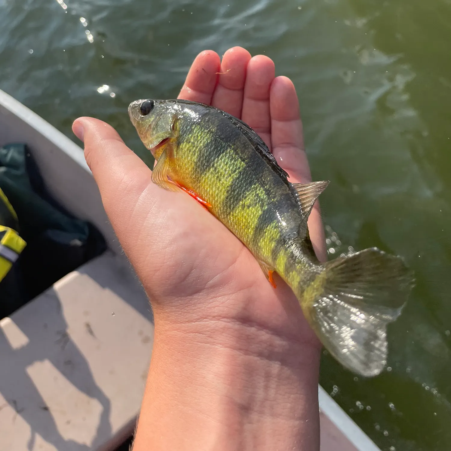 Yellow perch caught on Fishbrain