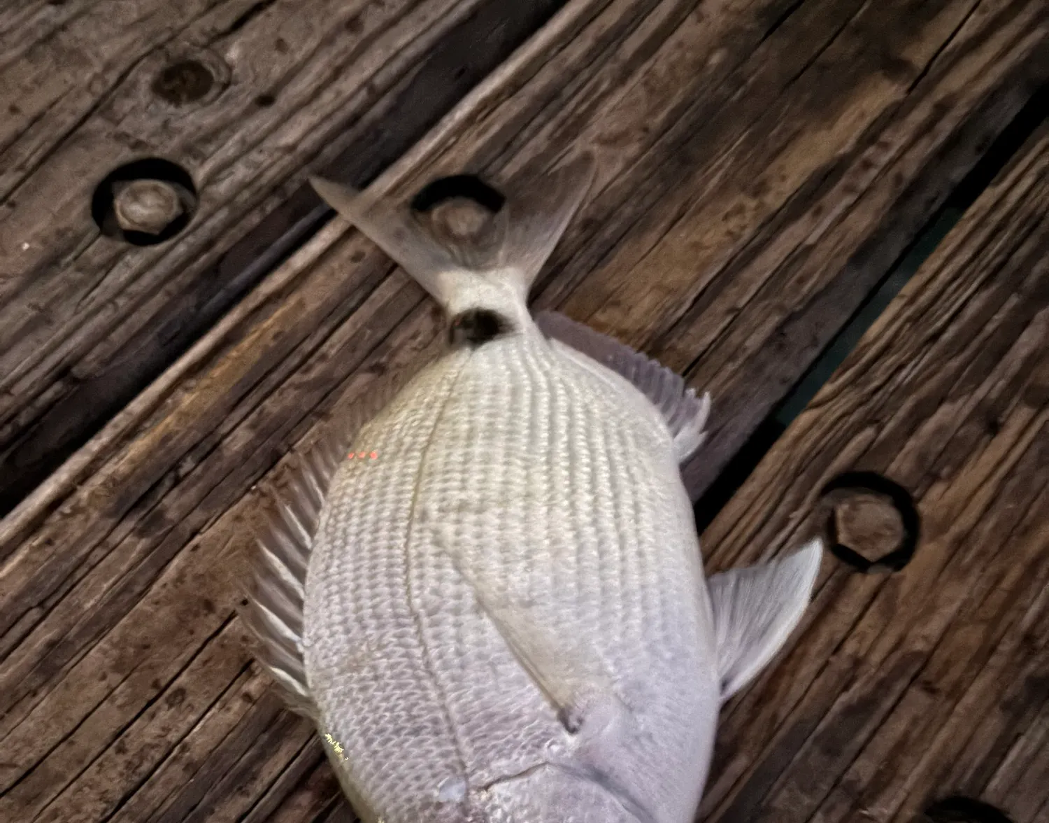 Spottail seabream