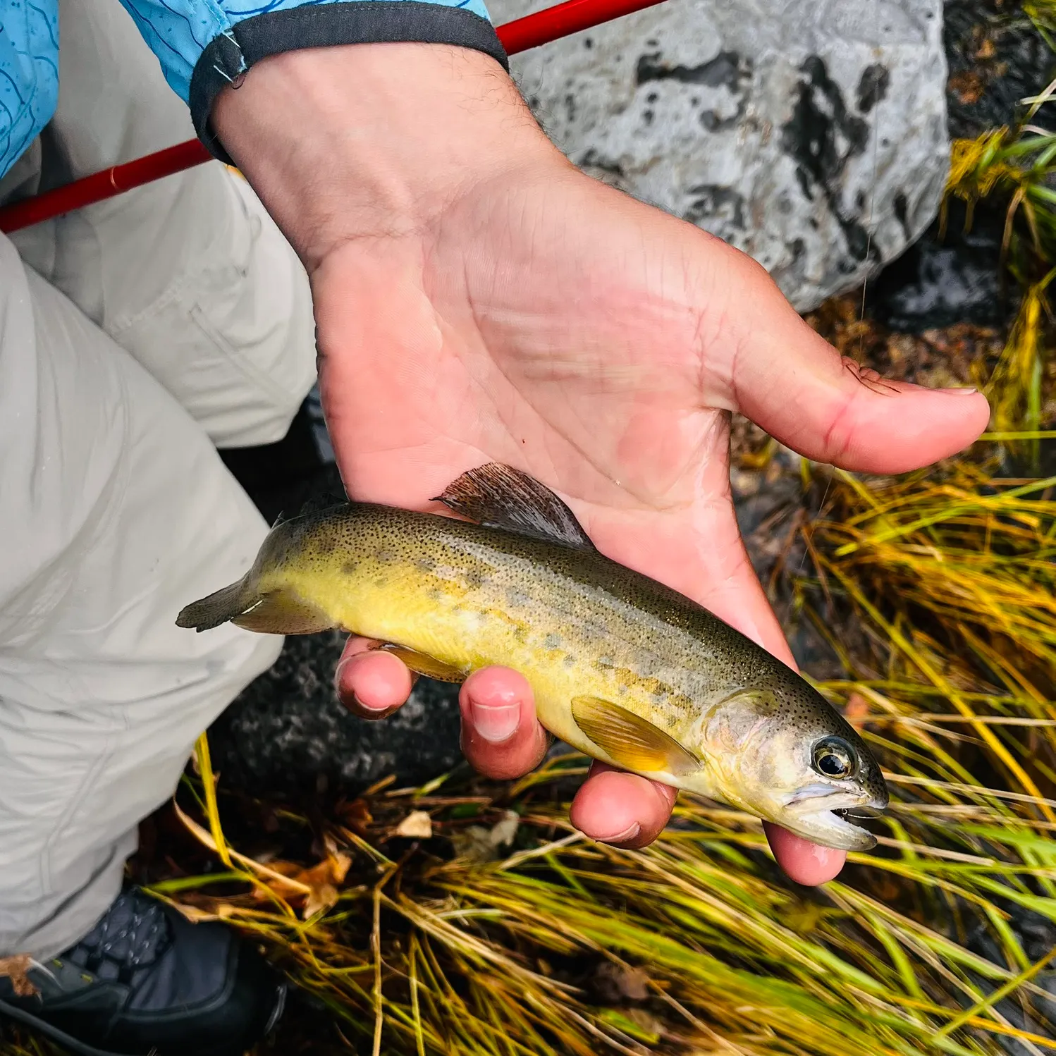 The most recent Gila trout catches on Fishbrain