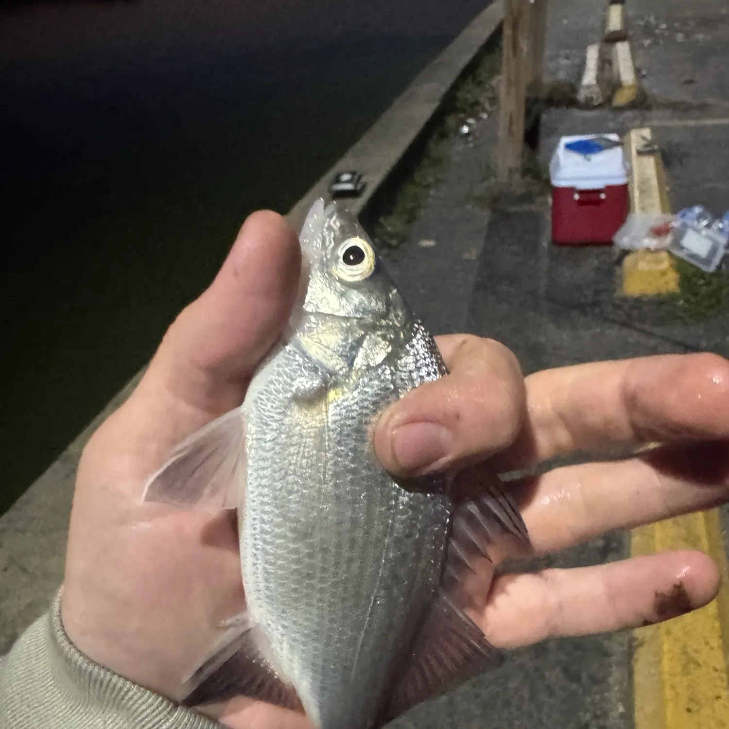 White perch caught on Fishbrain