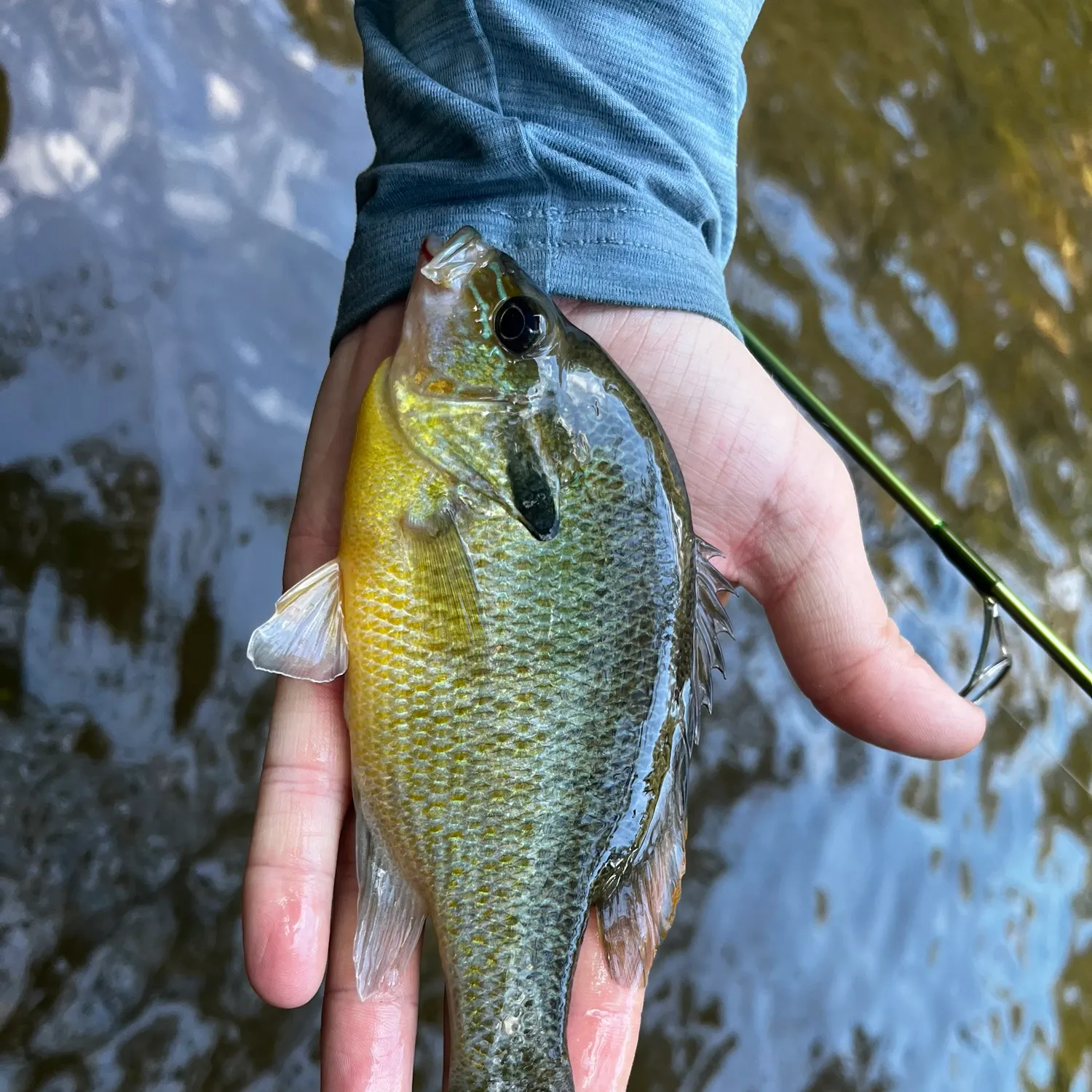 Redbreast sunfish caught on Fishbrain