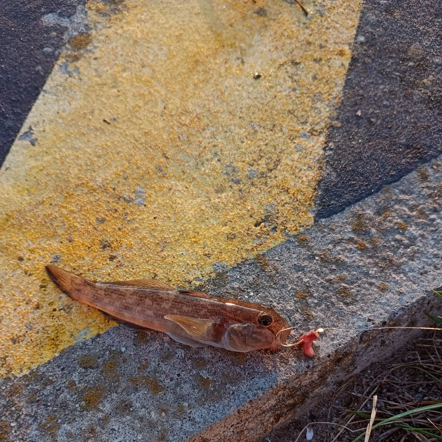 Round goby caught on Fishbrain