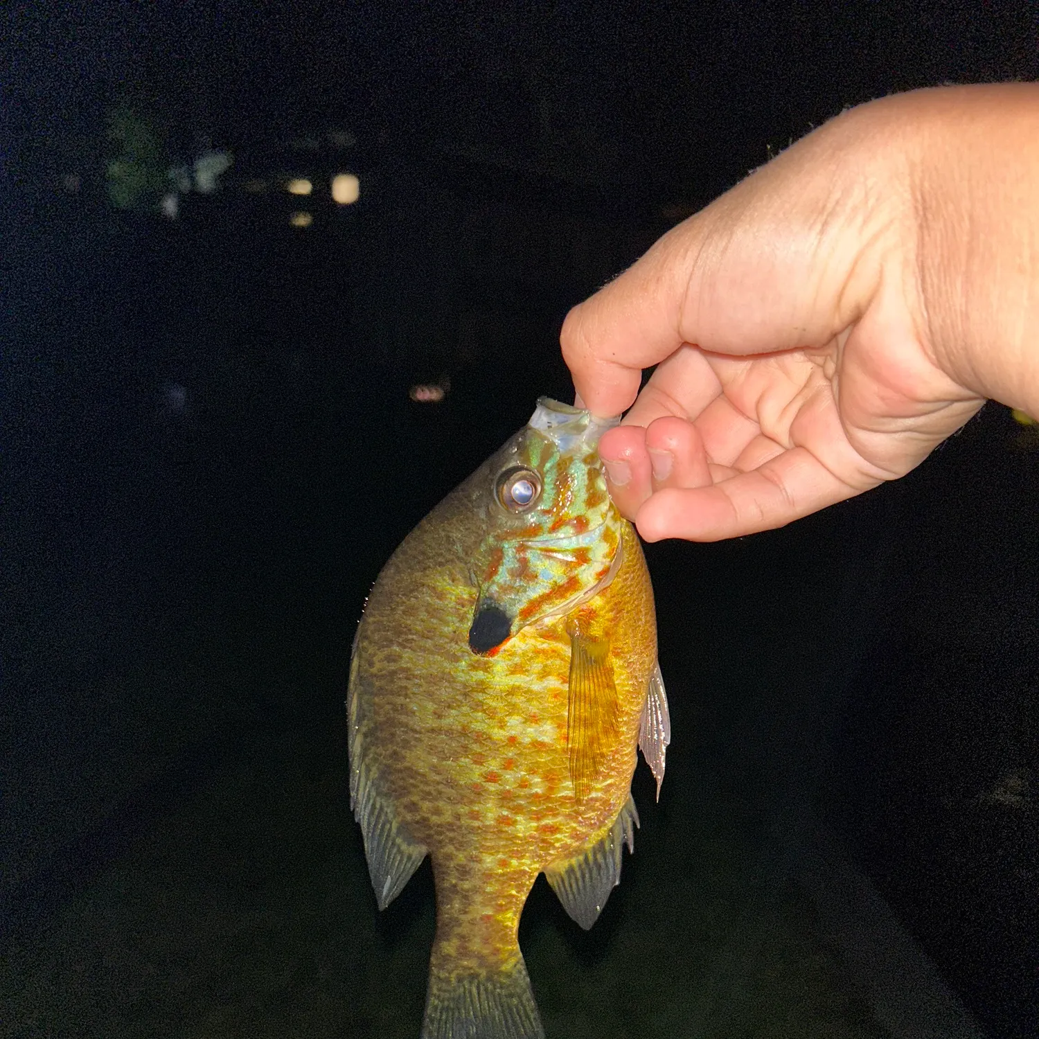 Pumpkinseed caught on Fishbrain