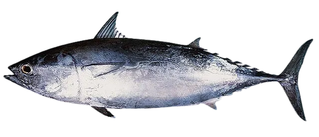 Frigate tuna