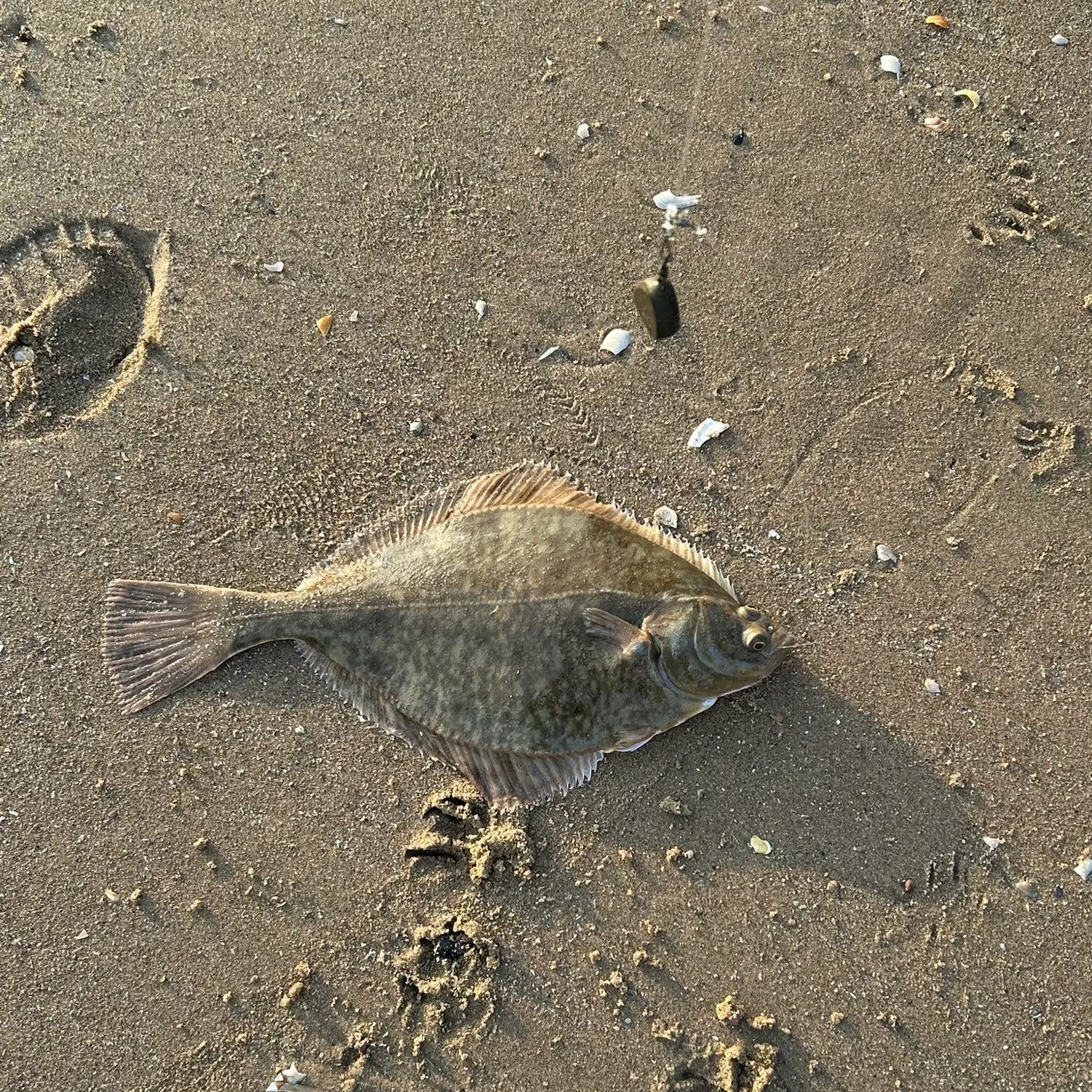 European flounder caught on Fishbrain