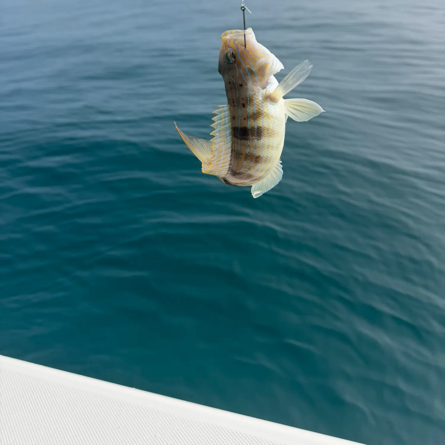 The most recent Sand perch catches on Fishbrain