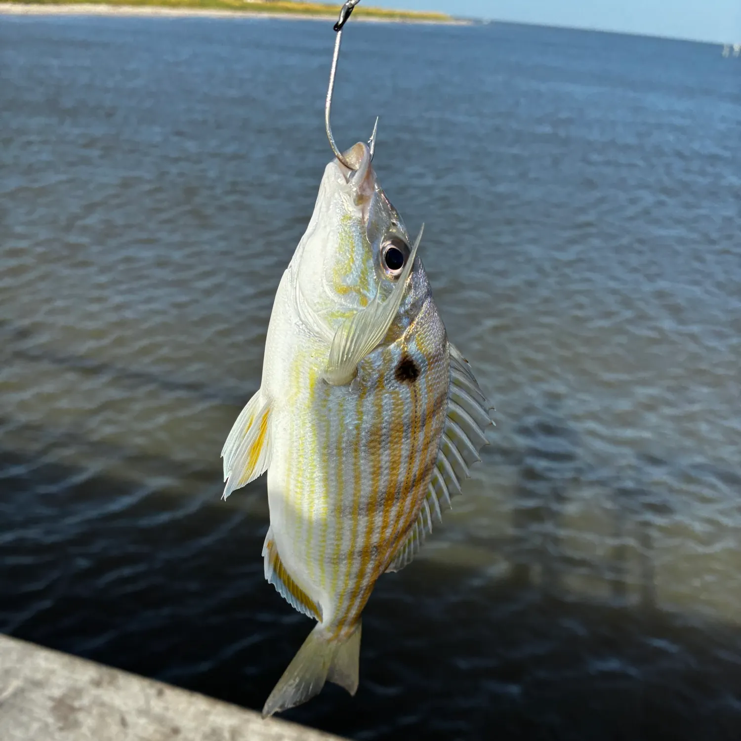 Pinfish caught on Fishbrain