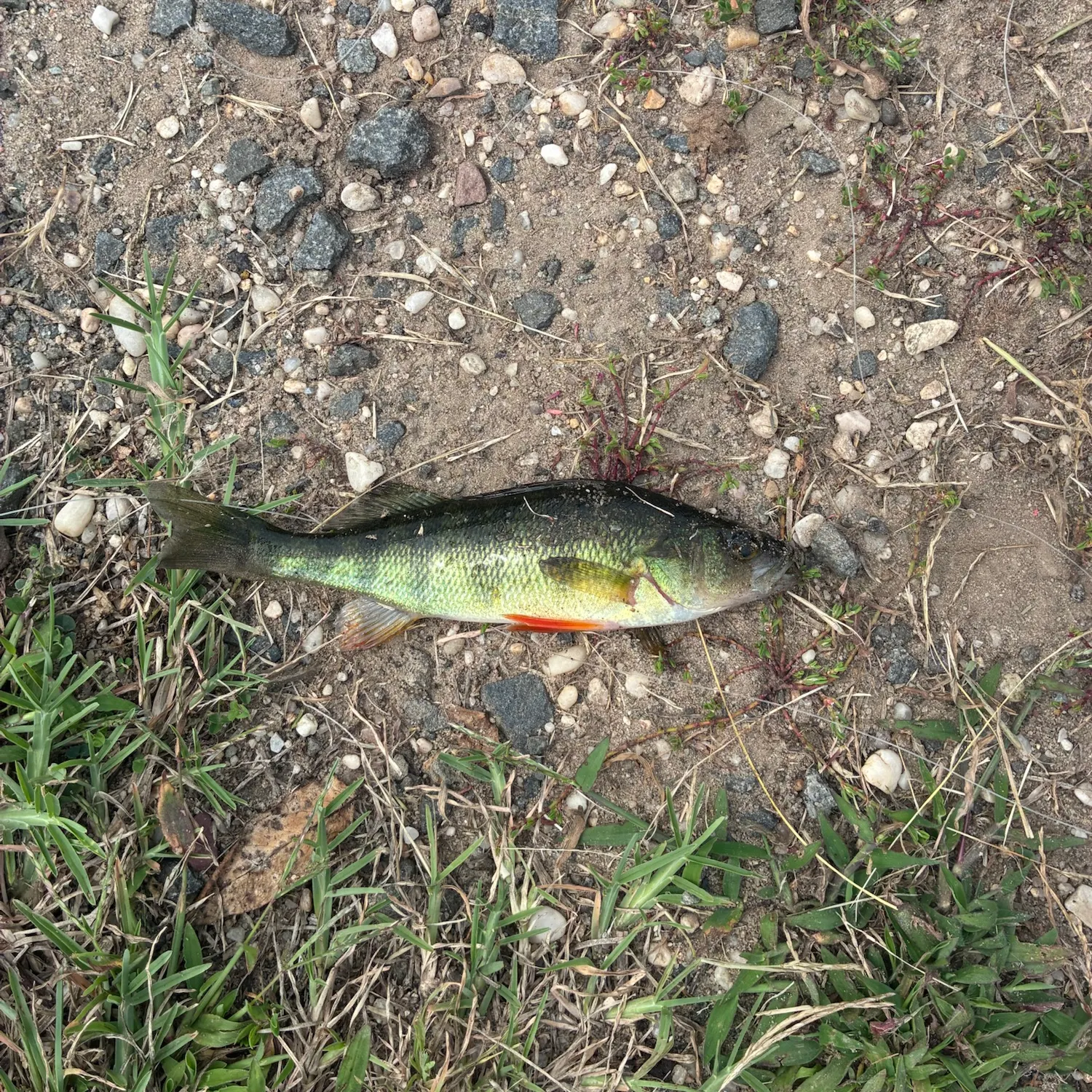 Yellow perch caught on Fishbrain