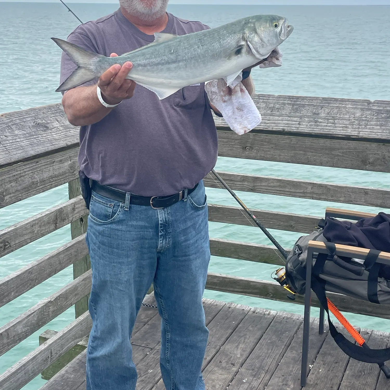 Bluefish caught on Fishbrain