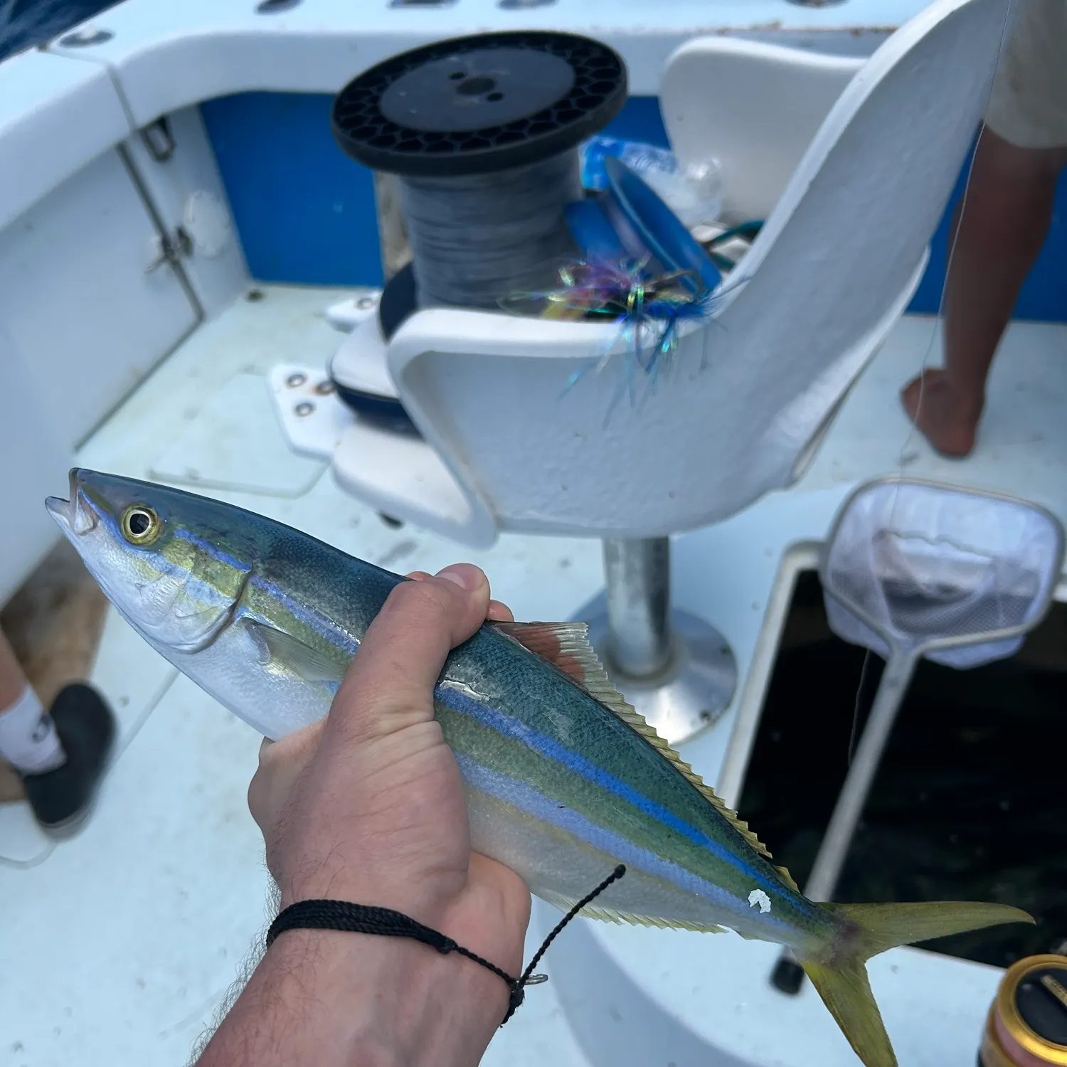 The most recent Rainbow runner catches on Fishbrain