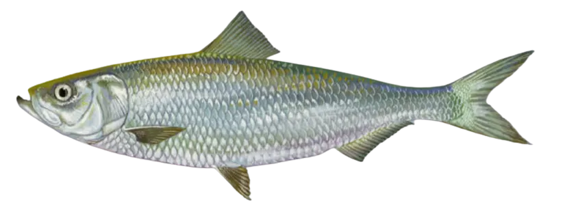 Skipjack shad