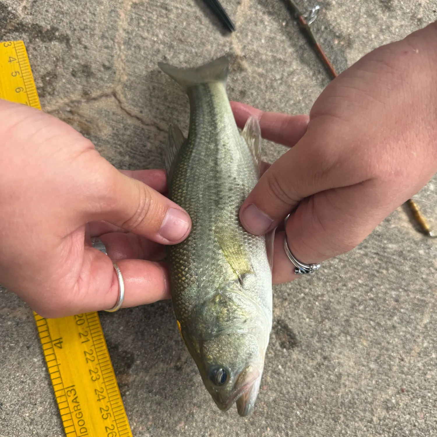 Largemouth bass caught on Fishbrain