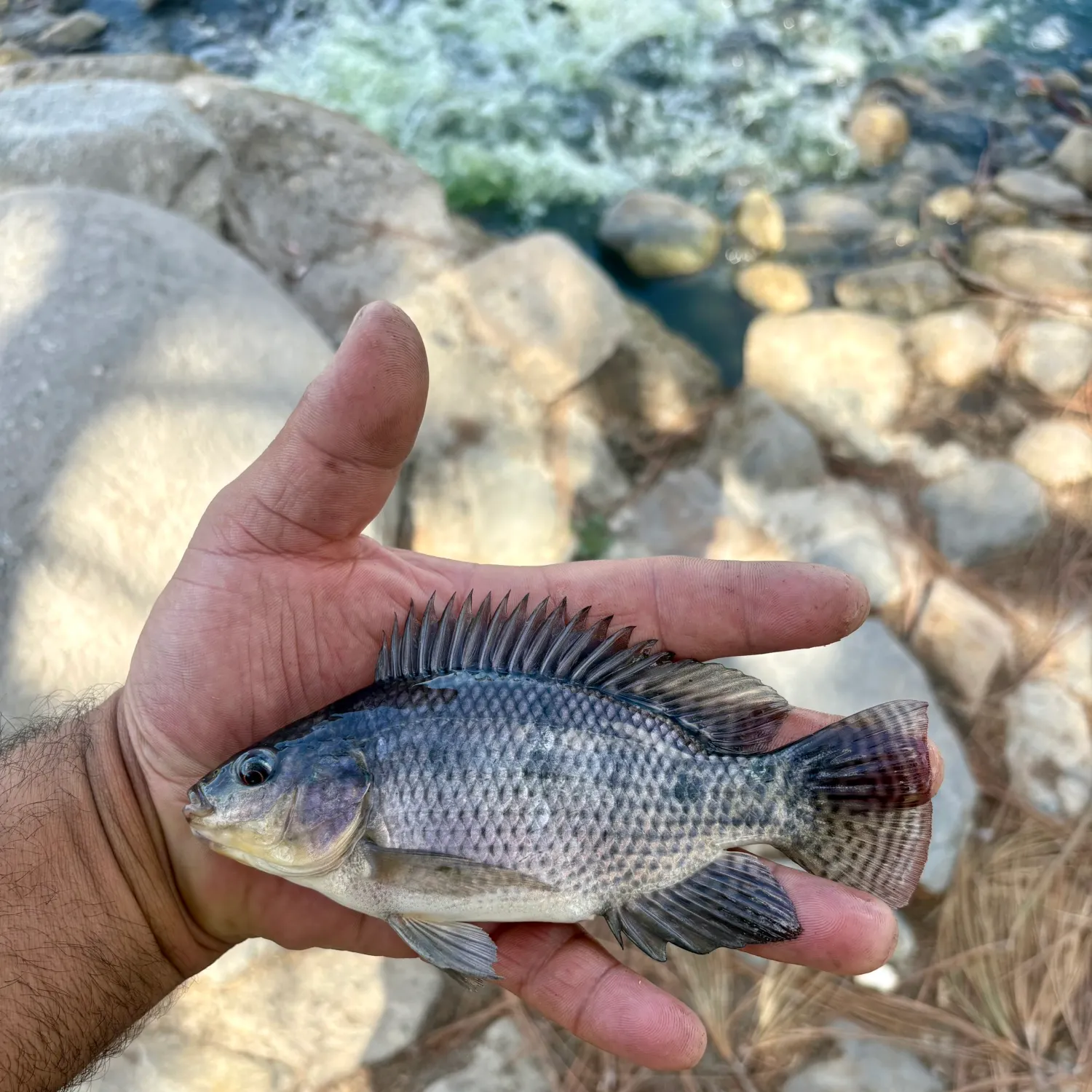 Nile tilapia caught on Fishbrain