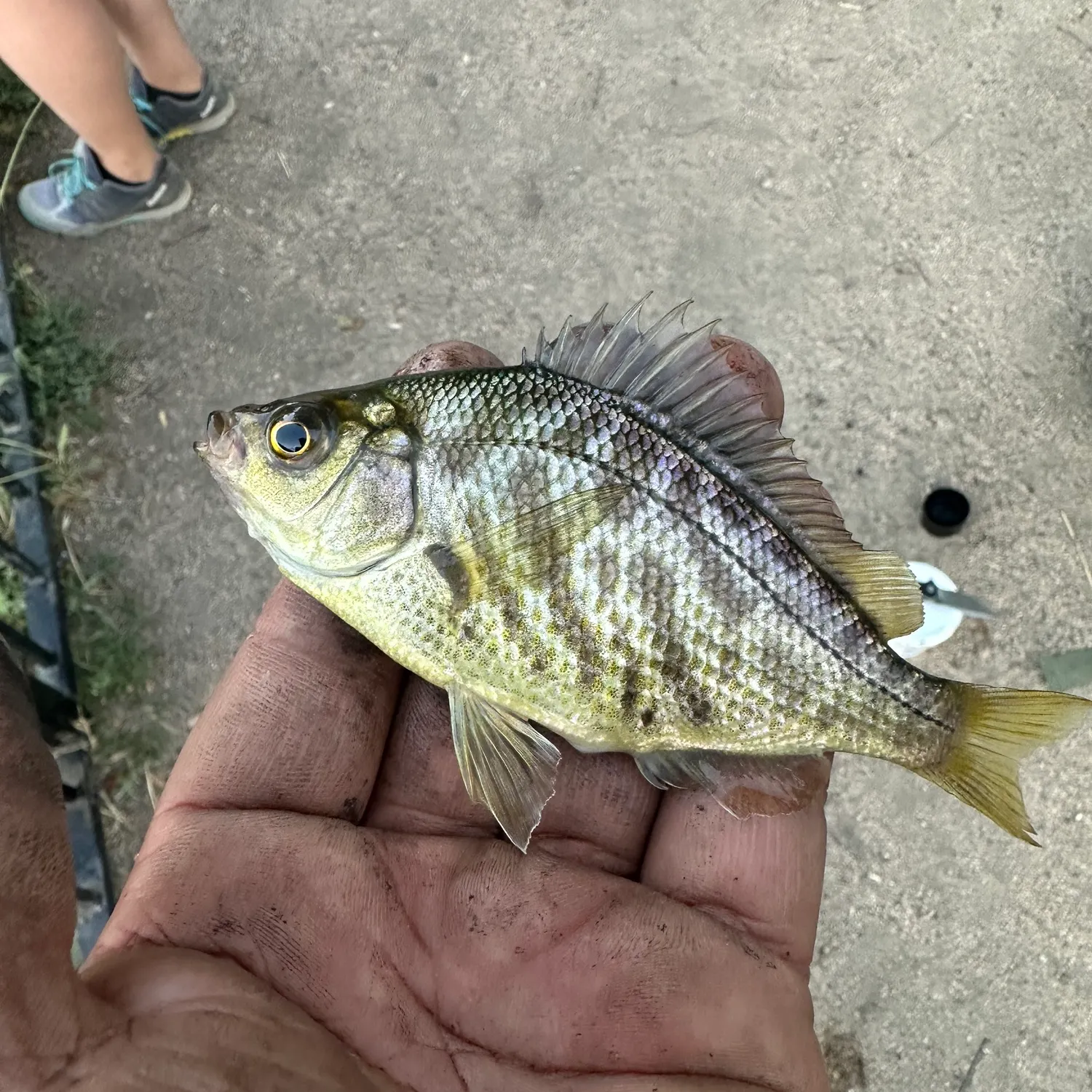 The most recent Spotted sunfish catches on Fishbrain