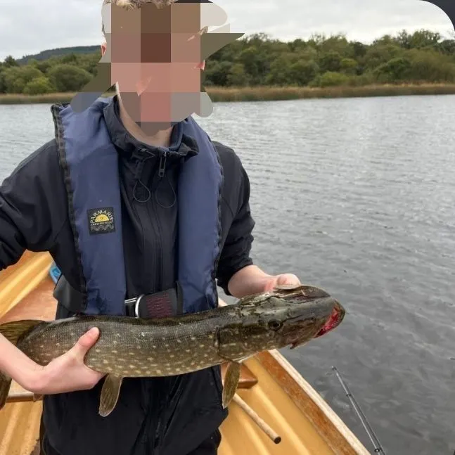 Northern pike caught on Fishbrain