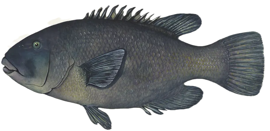 Western blue groper