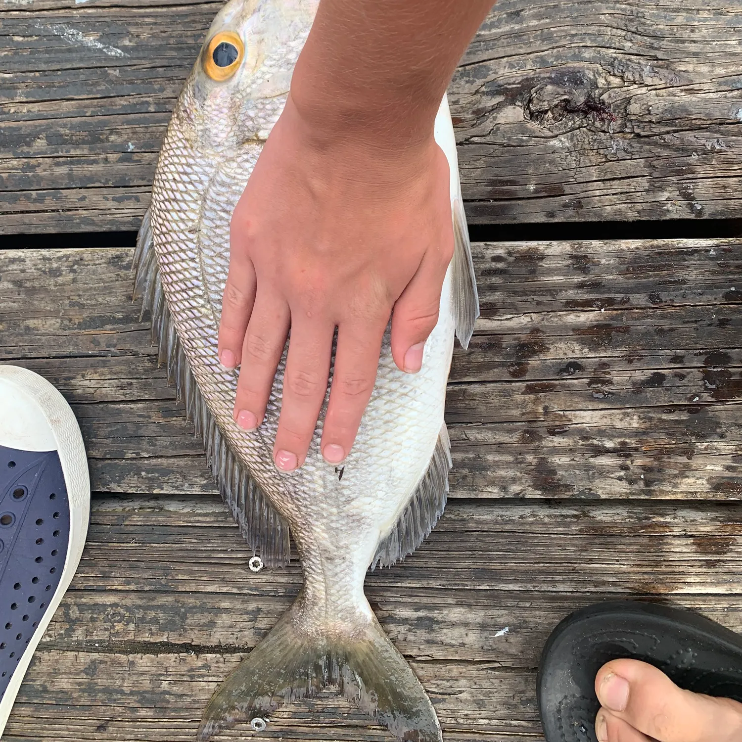 The most recent Jolthead porgy catches on Fishbrain