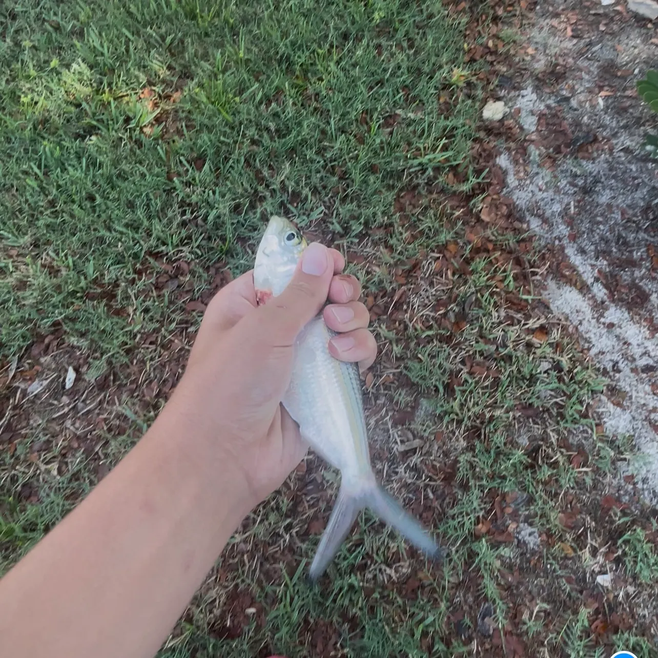 The most recent Atlantic menhaden catches on Fishbrain