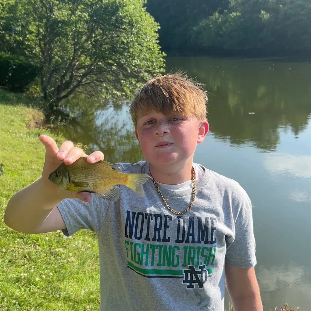 Green sunfish caught on Fishbrain