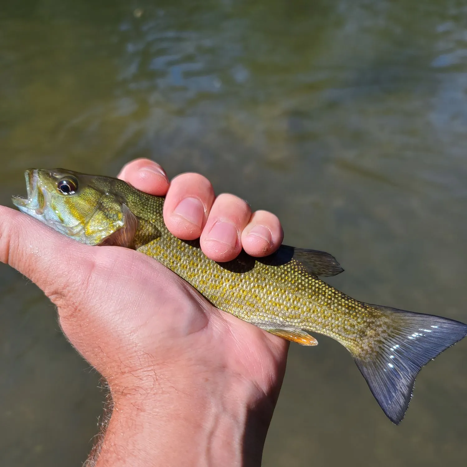 Smallmouth bass caught on Fishbrain