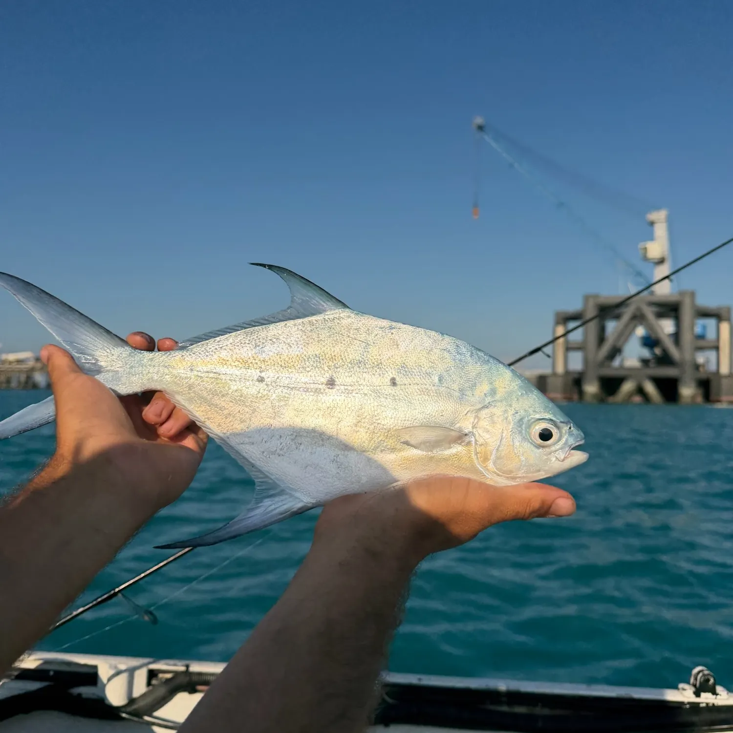 The most recent Smallspotted dart catches on Fishbrain