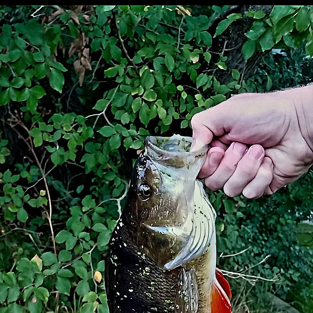 European perch caught on Fishbrain