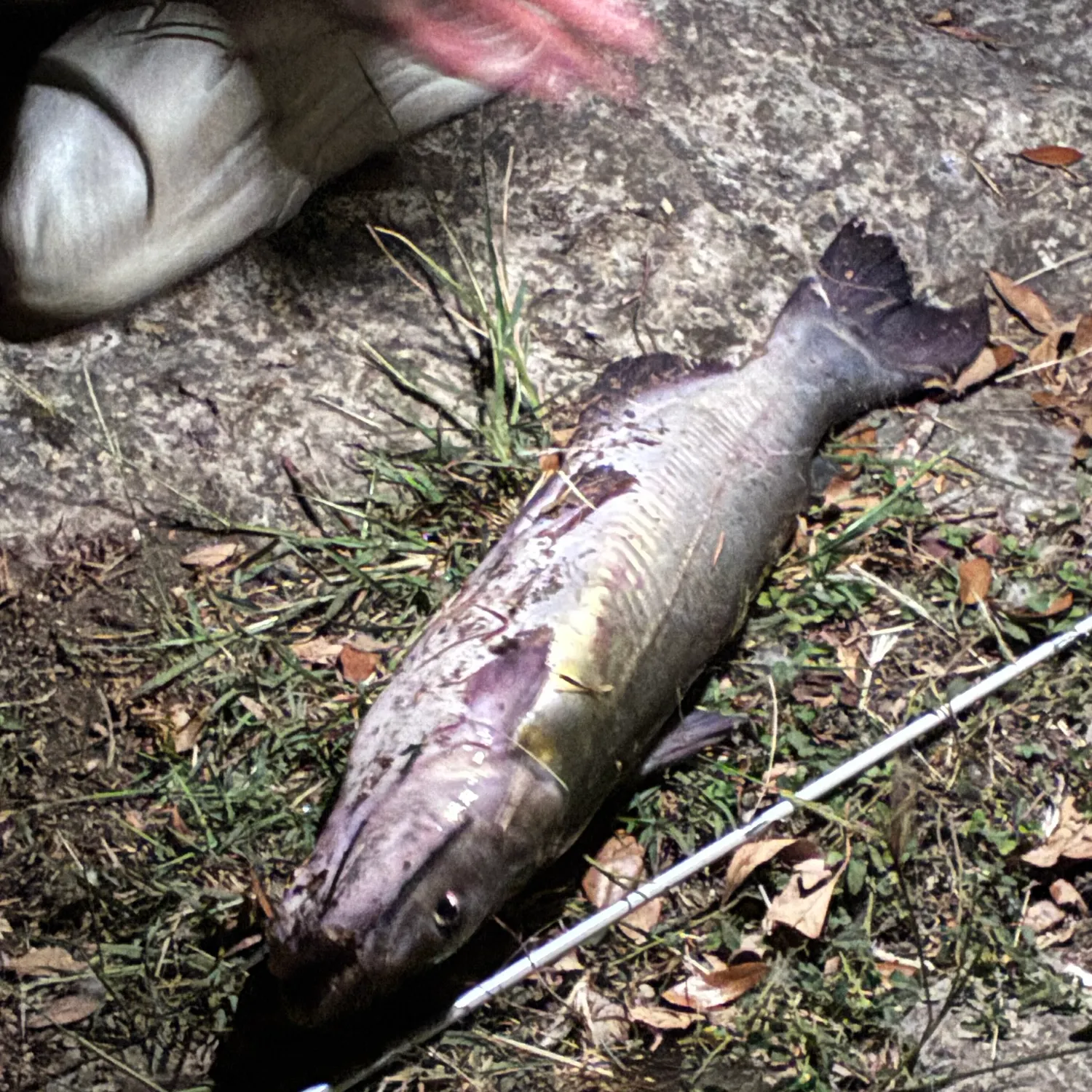 Channel catfish caught on Fishbrain