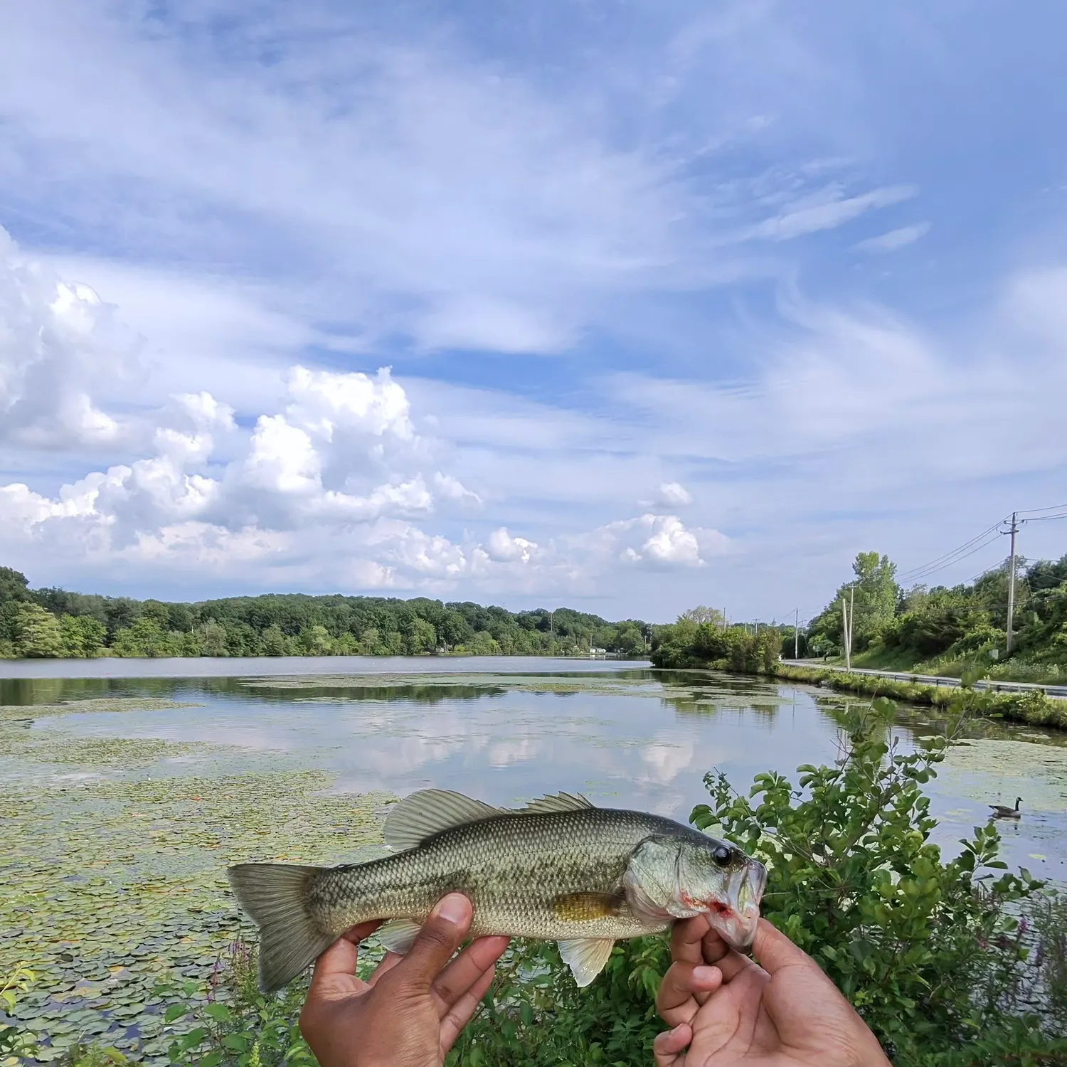 Largemouth bass caught on Fishbrain
