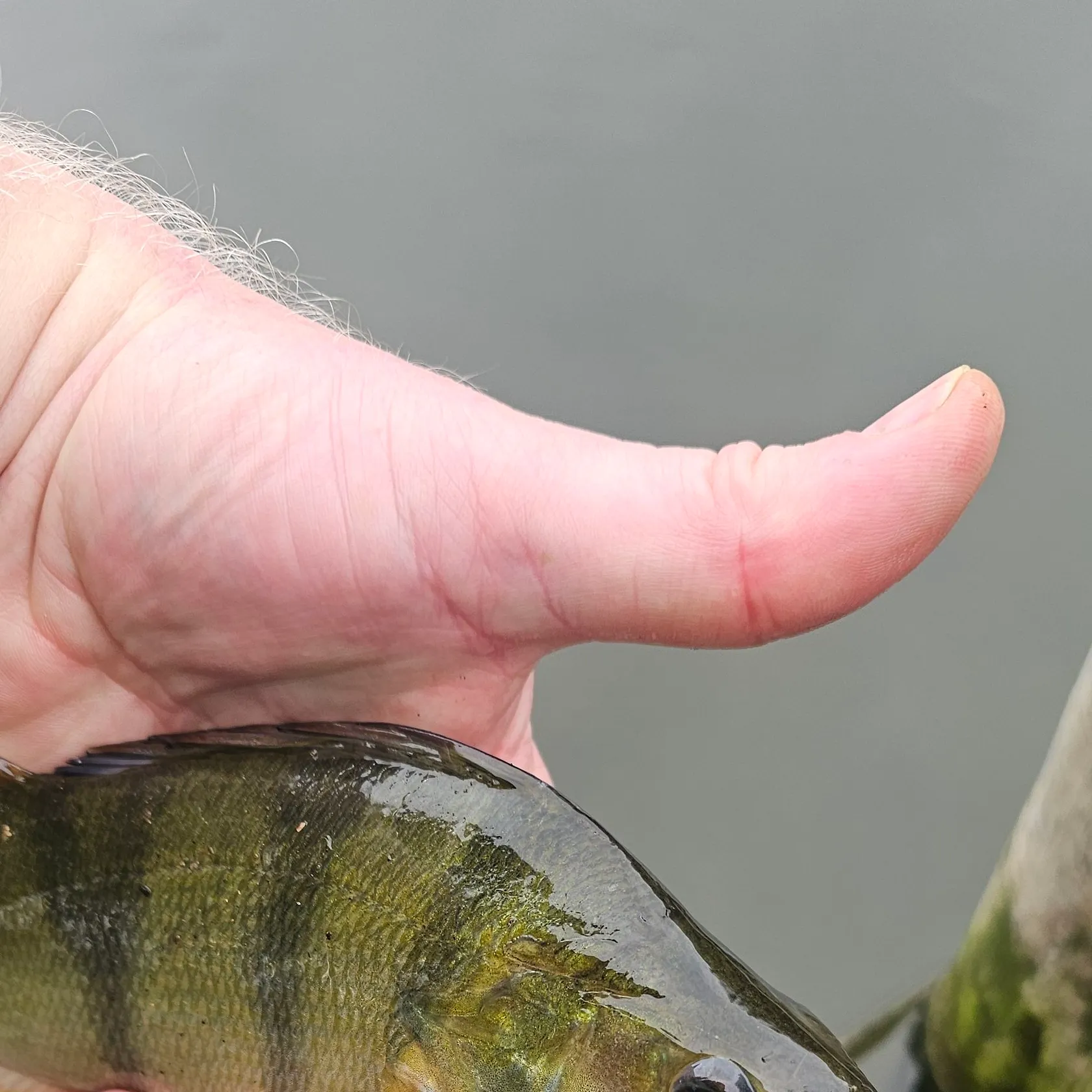 European perch caught on Fishbrain