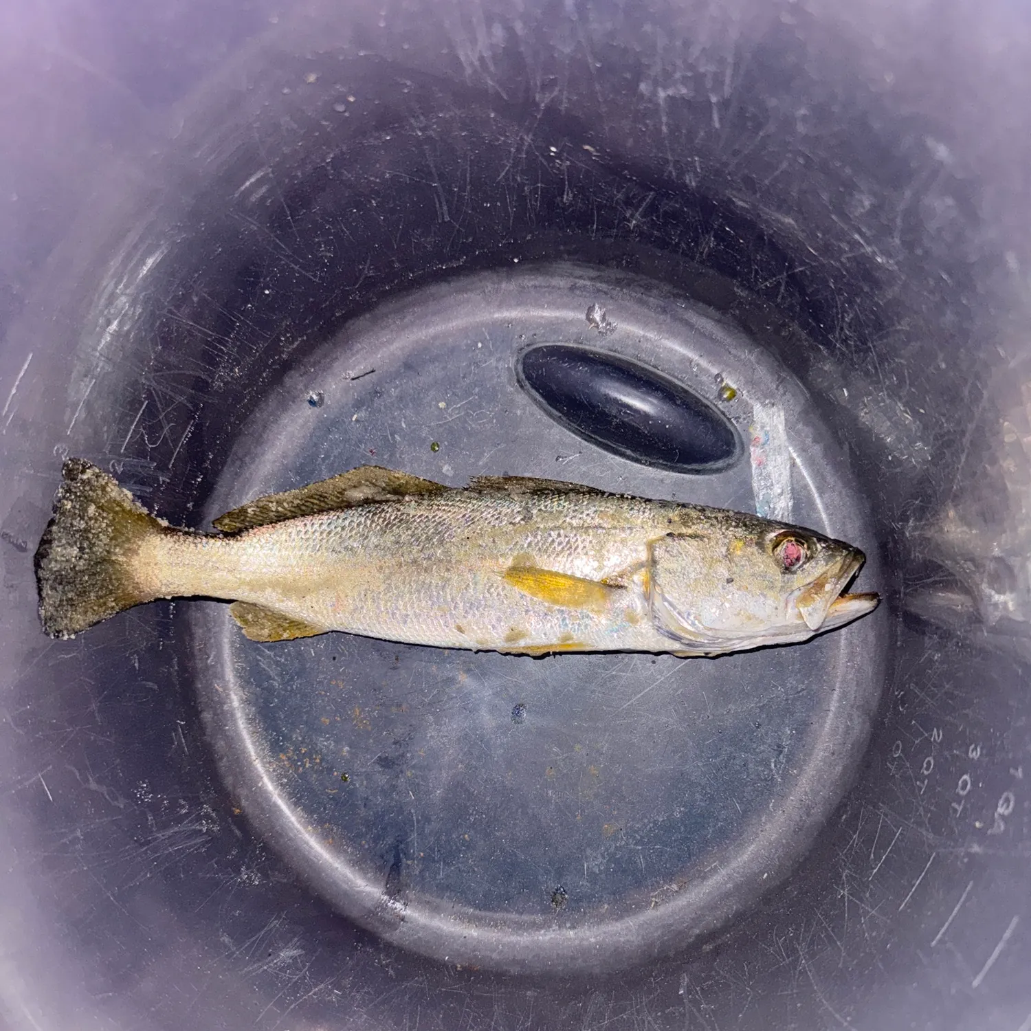 The most recent Sand seatrout catches on Fishbrain