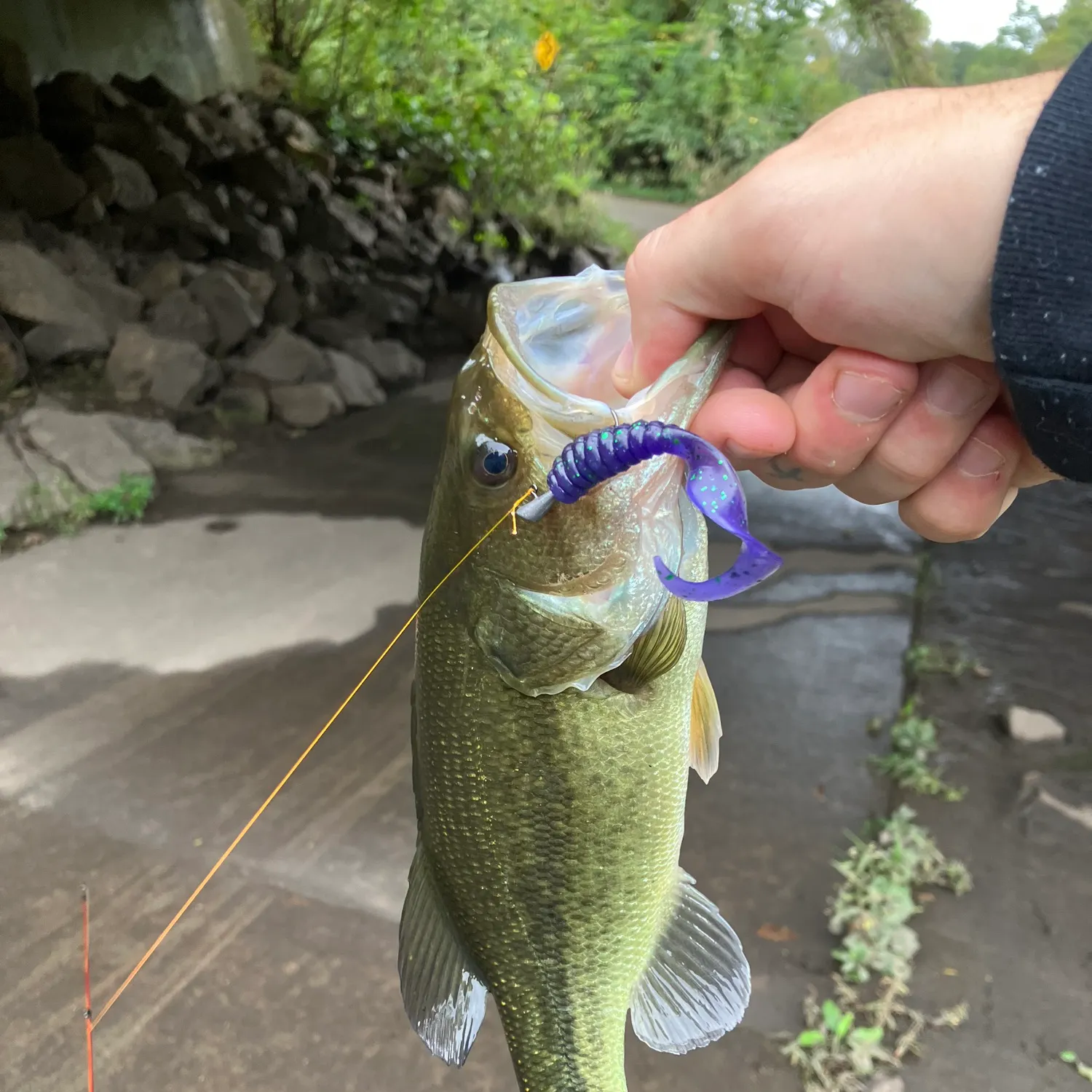 Largemouth bass caught on Fishbrain