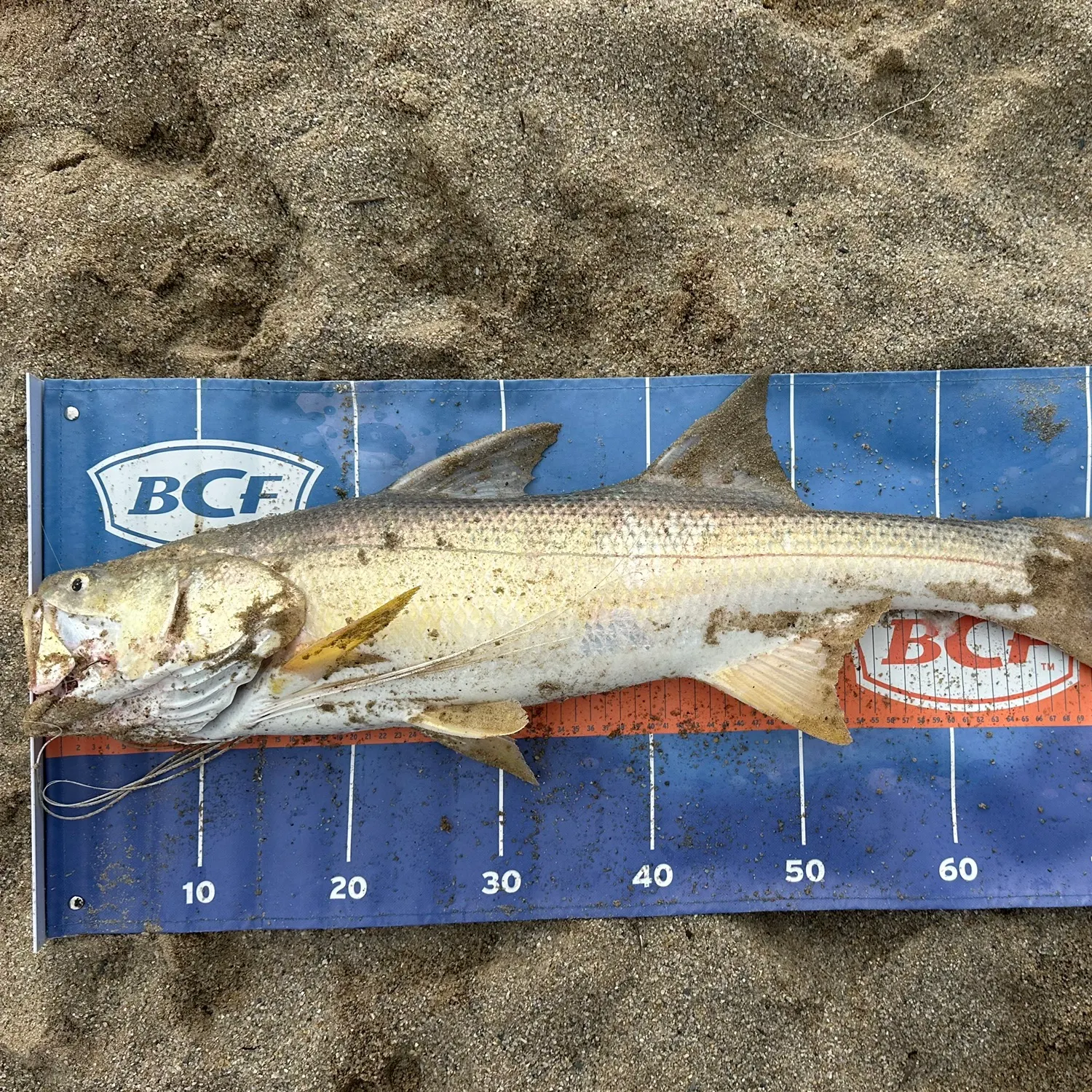 The most recent King threadfin catches on Fishbrain