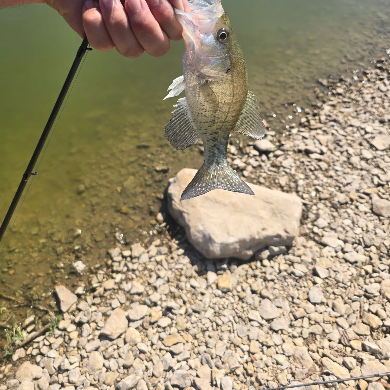 White crappie caught on Fishbrain