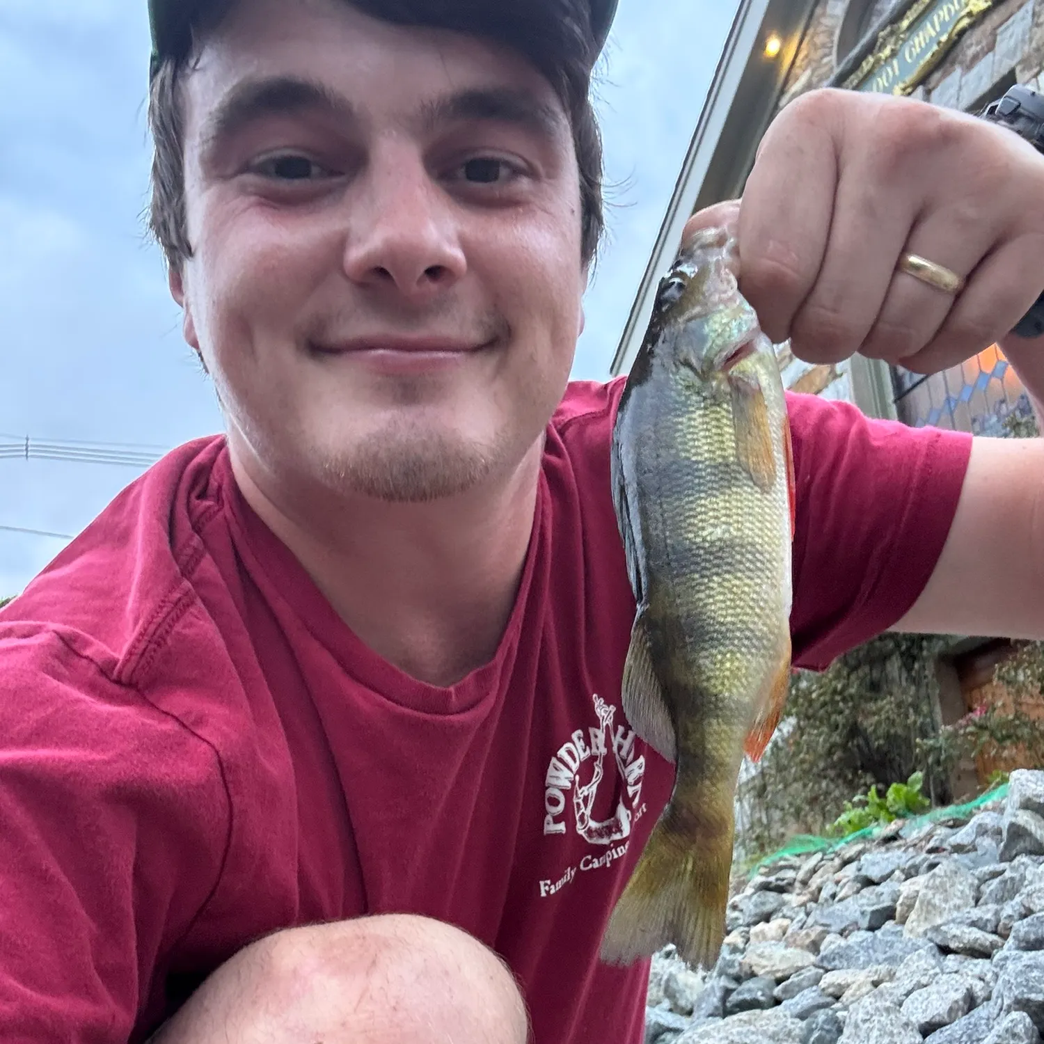 Yellow perch caught on Fishbrain