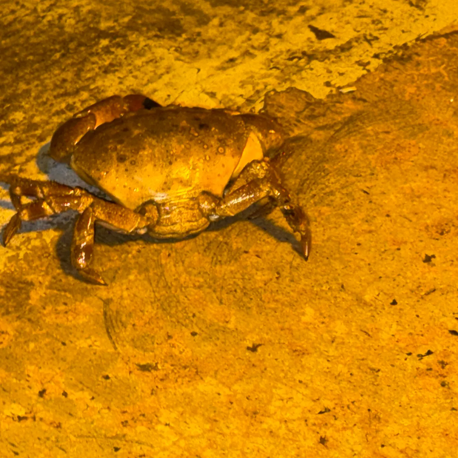 The most recent Florida stone crab catches on Fishbrain