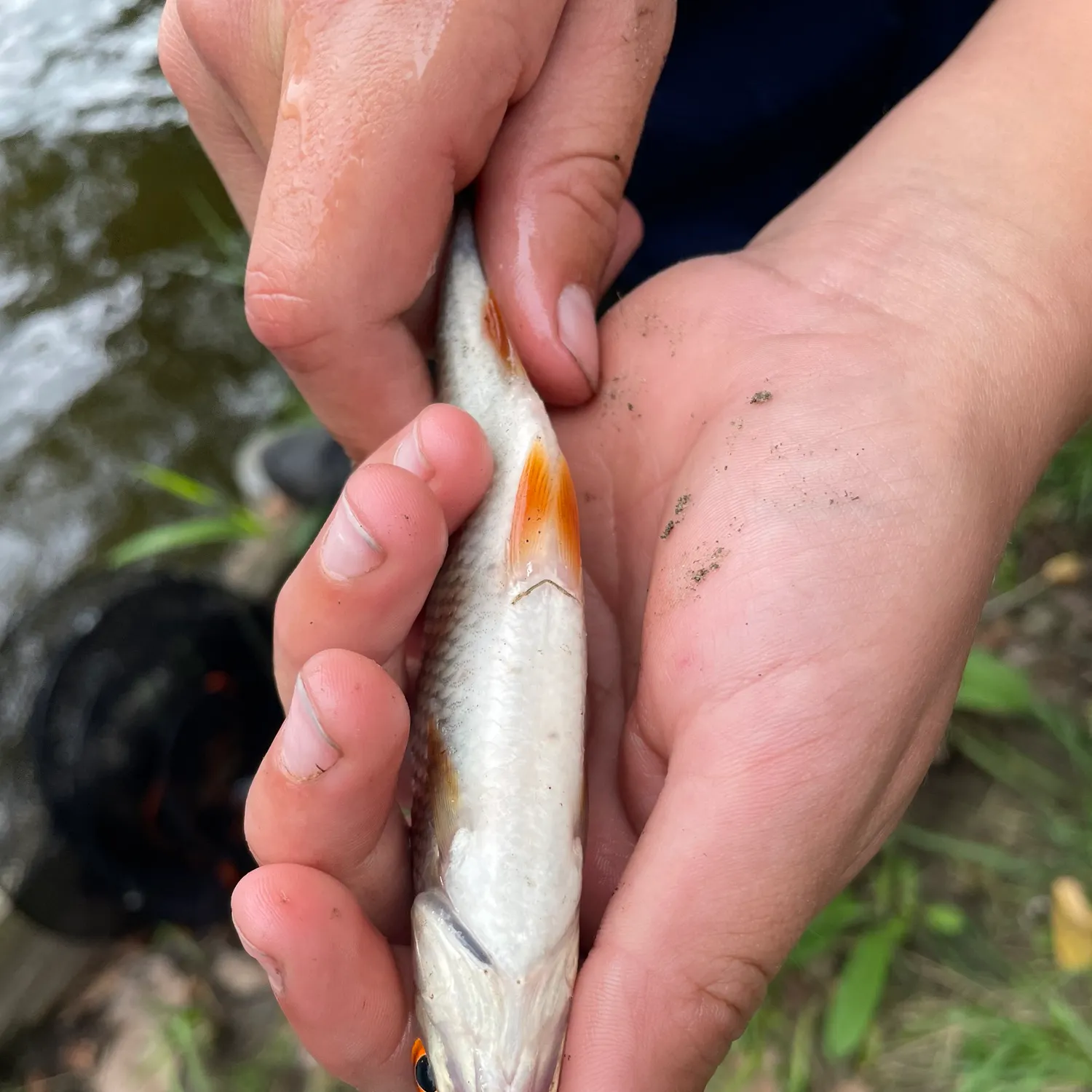 Fish caught on Fishbrain