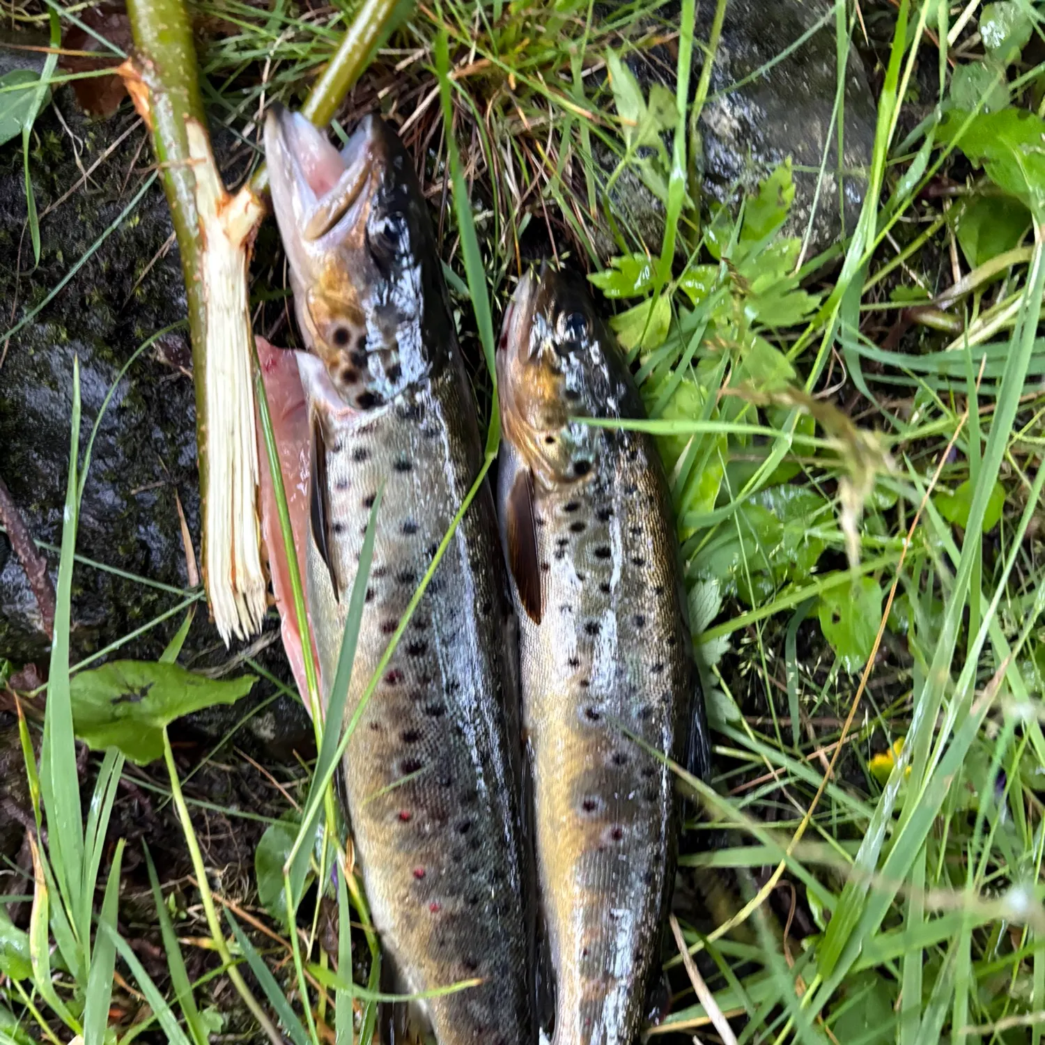 Brown trout caught on Fishbrain