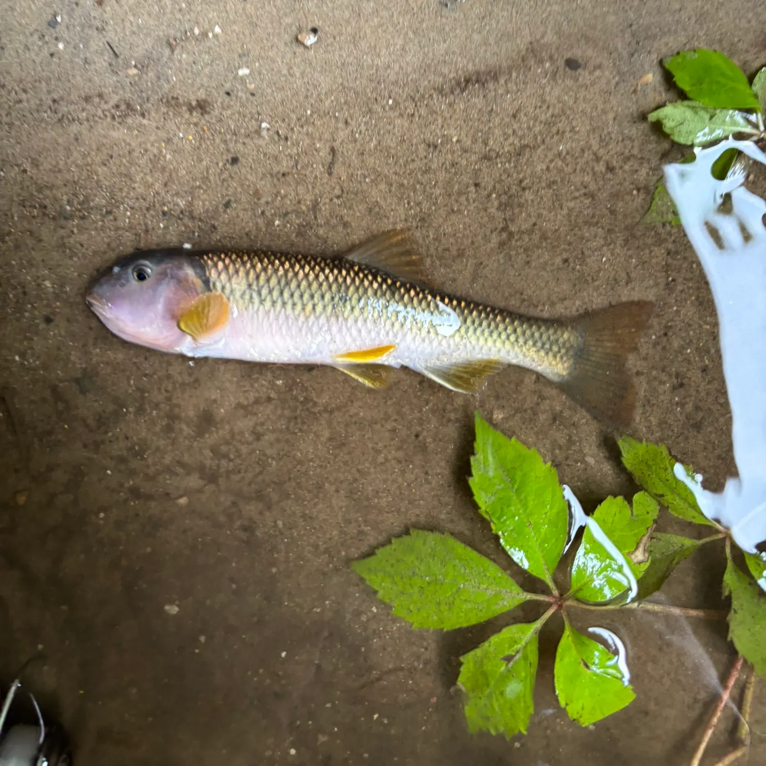 The most recent River chub catches on Fishbrain
