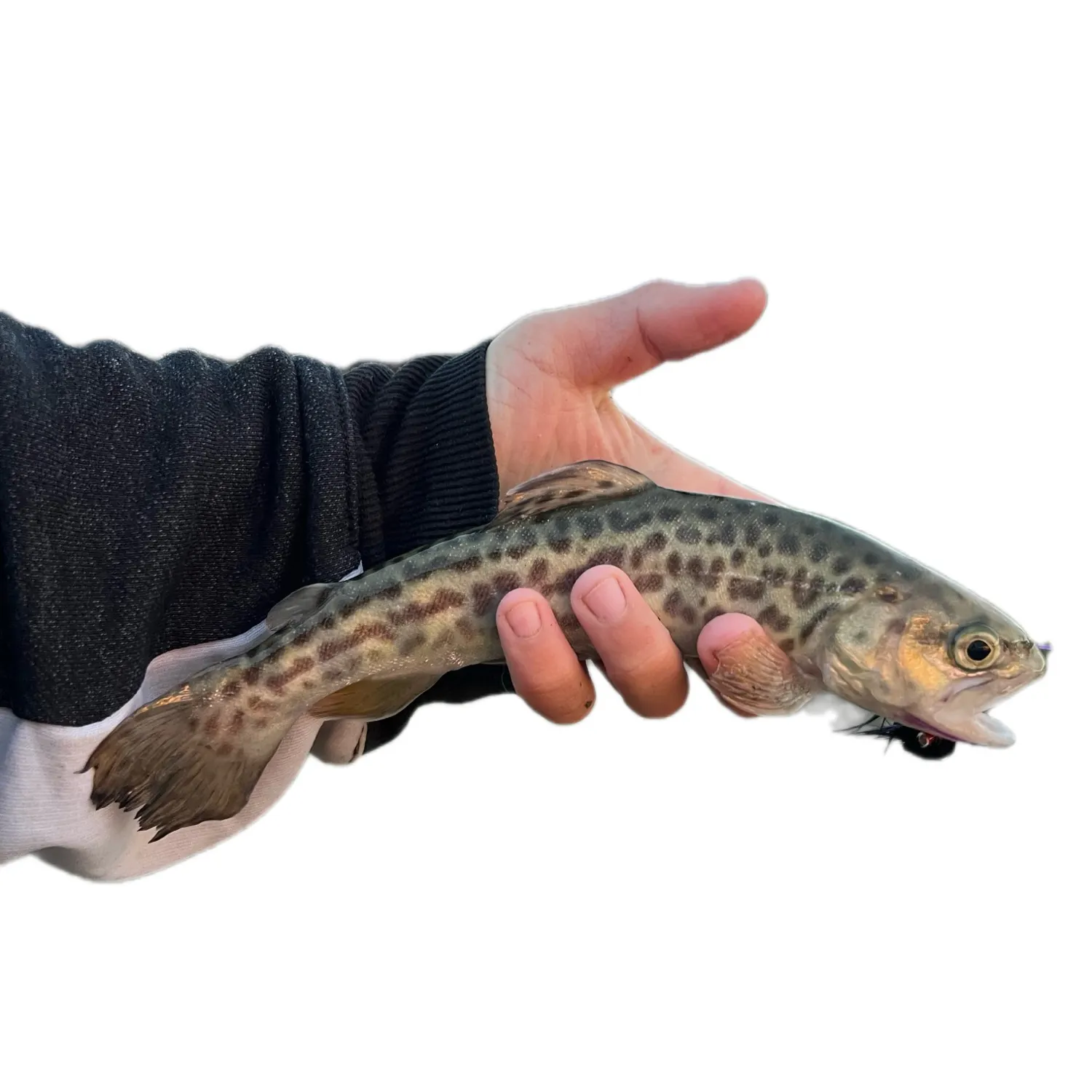 The most recent Tiger trout catches on Fishbrain