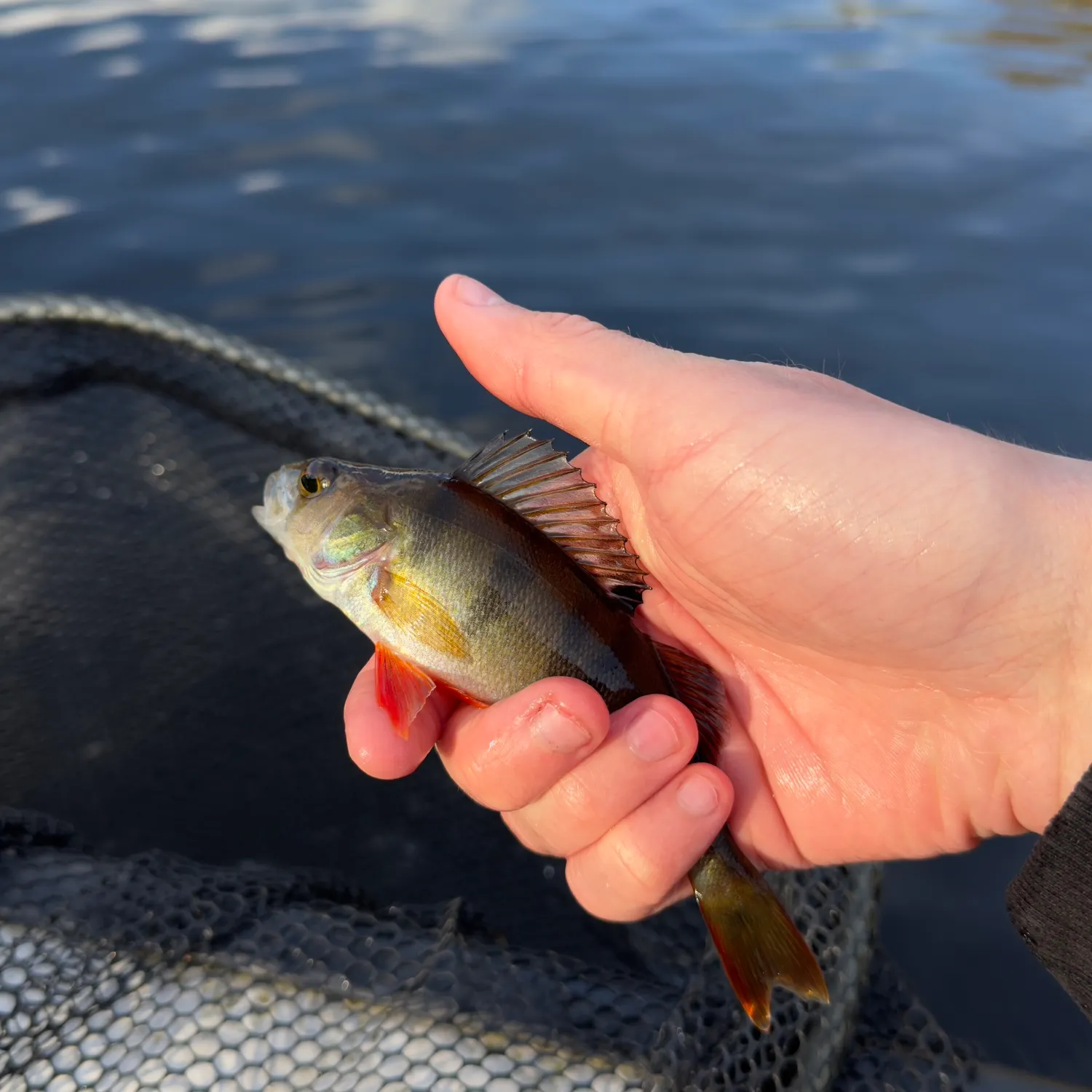 European perch caught on Fishbrain