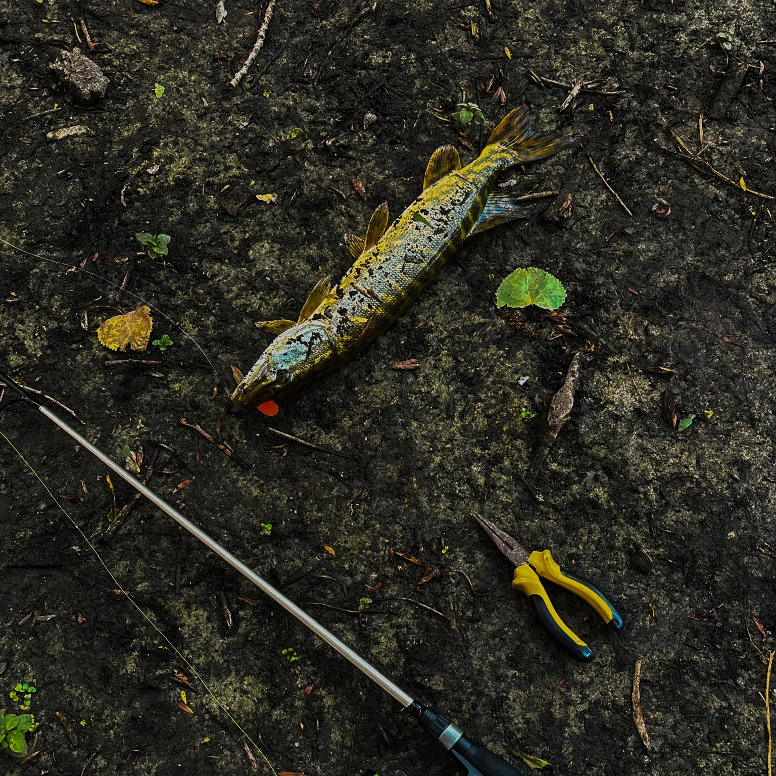 The most recent Grass pickerel catches on Fishbrain
