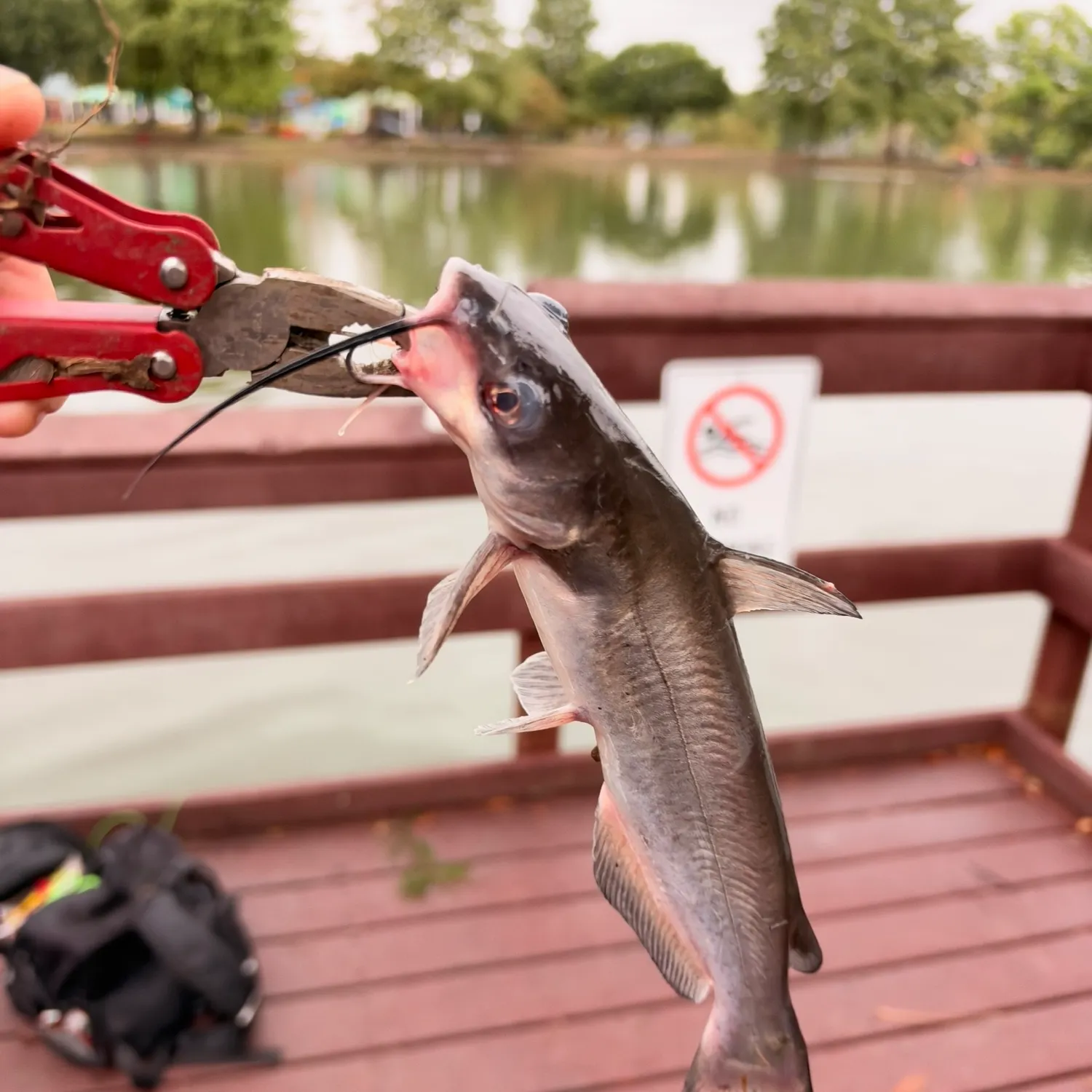 Channel catfish caught on Fishbrain