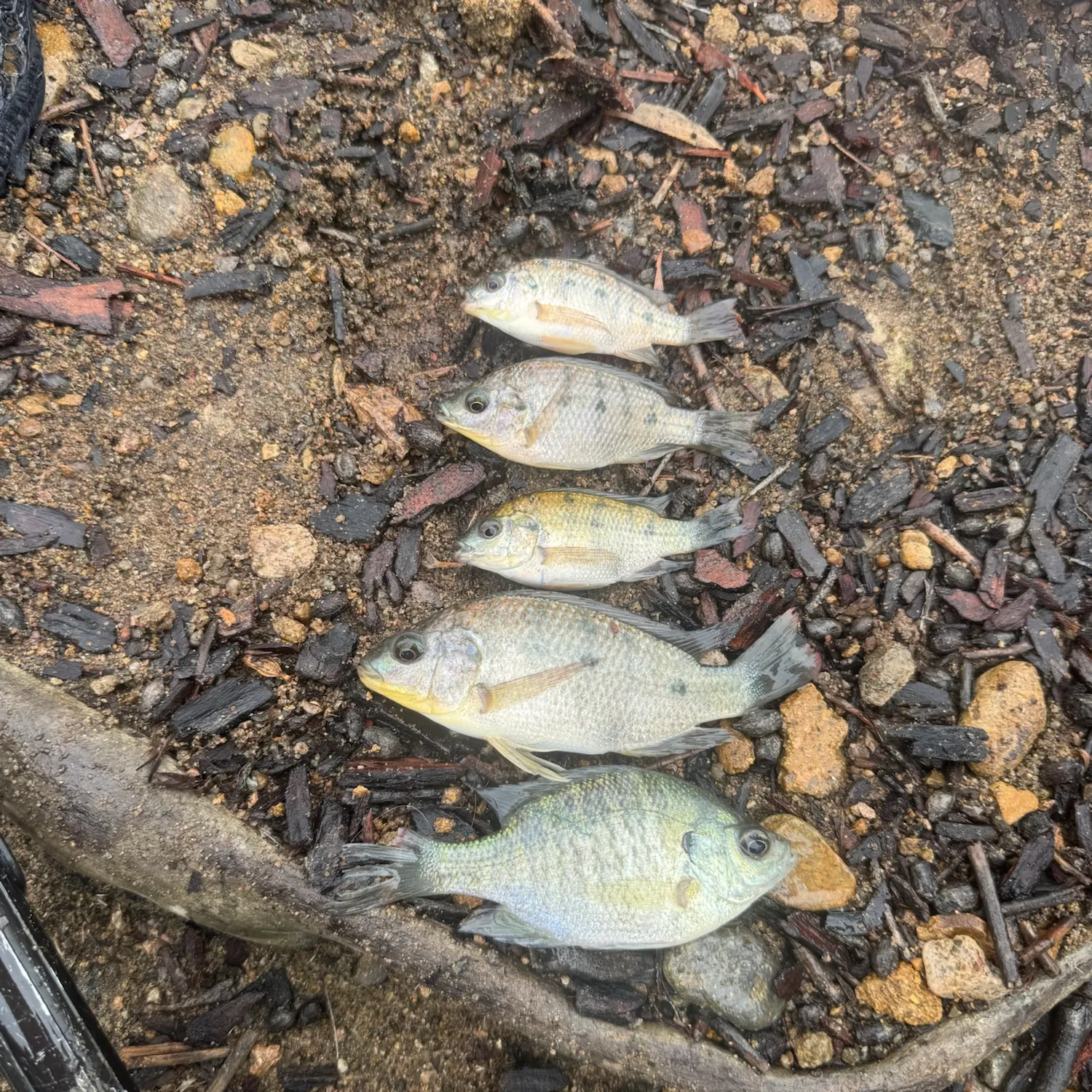 The most recent Mozambique tilapia catches on Fishbrain